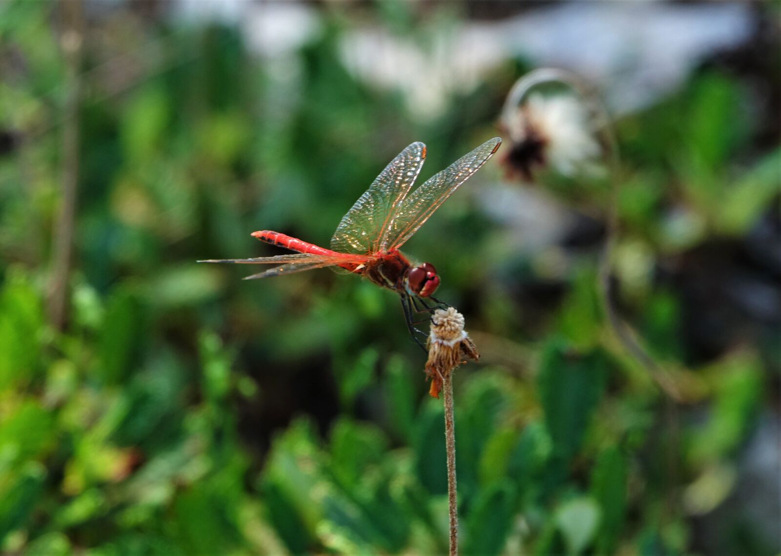 Sony Cyber-shot DSC-RX10 III sample photo. Dragonfly, red, animal photography