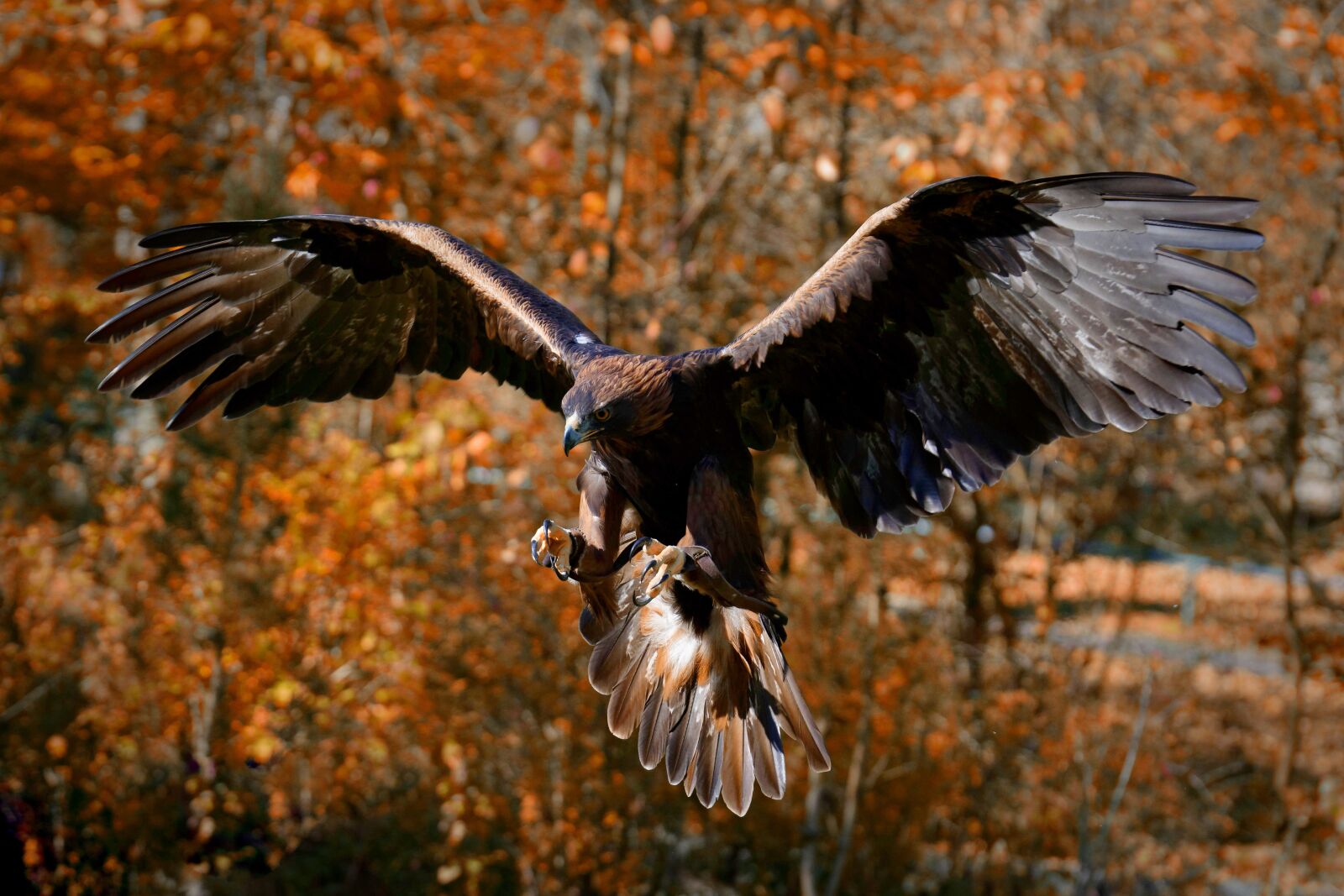 Nikon D7200 sample photo. Adler, raptor, prey photography