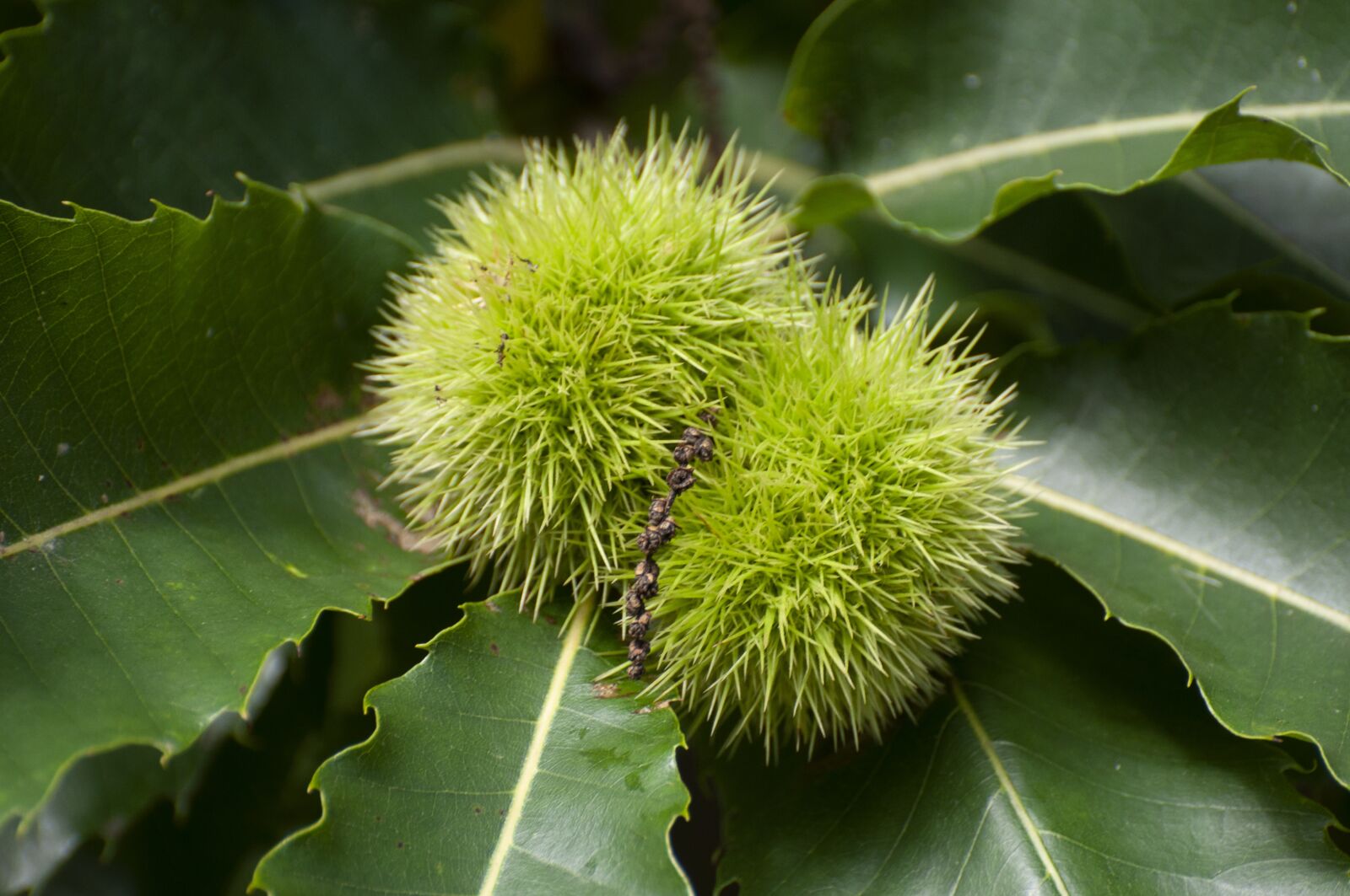 Nikon D90 sample photo. Chestnut, foliage, leaves photography