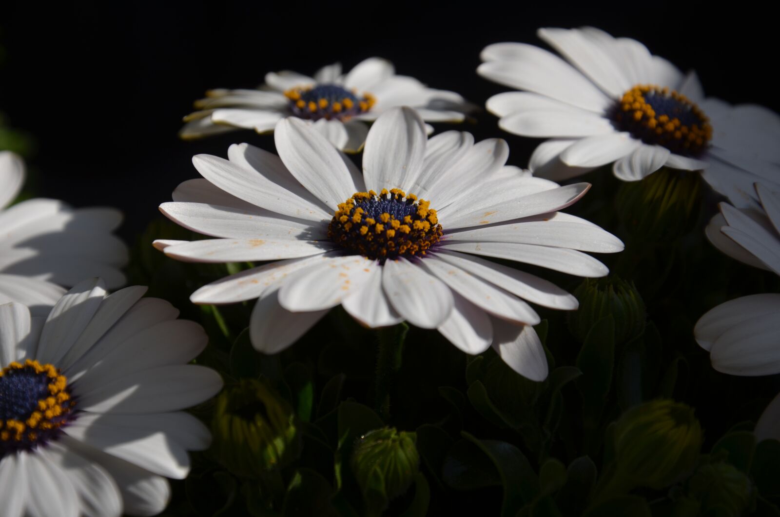 Nikon D5100 sample photo. Flower, white, orange photography