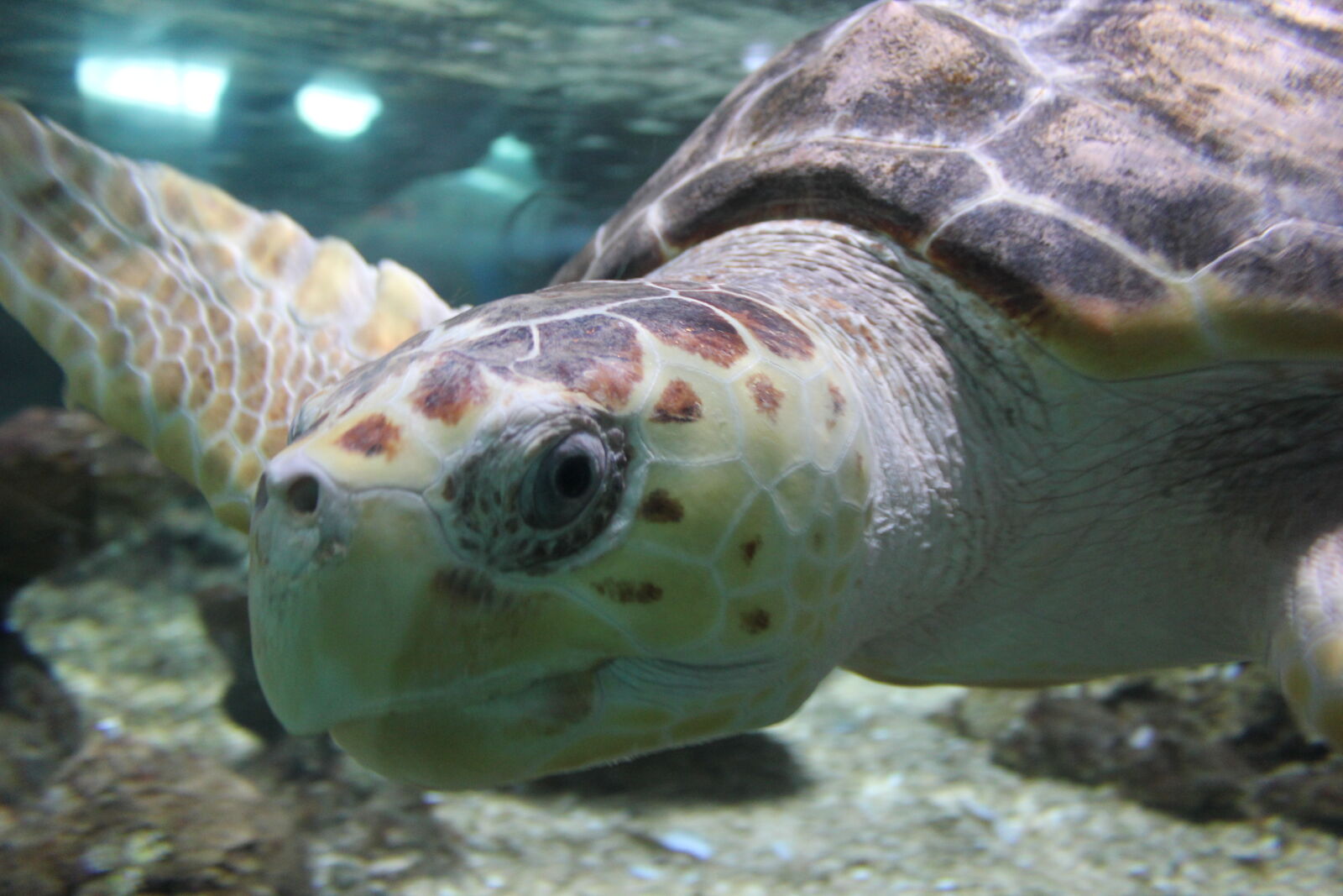 Canon EOS 550D (EOS Rebel T2i / EOS Kiss X4) sample photo. Animal, ocean, oceanarium, turtle photography