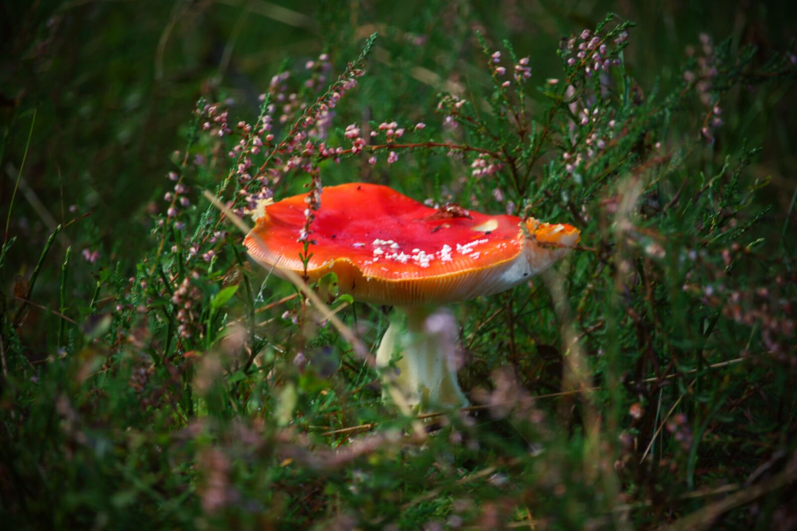 Canon EOS 700D (EOS Rebel T5i / EOS Kiss X7i) + Canon EF-S 55-250mm F4-5.6 IS STM sample photo. Fly agaric red, mushroom photography
