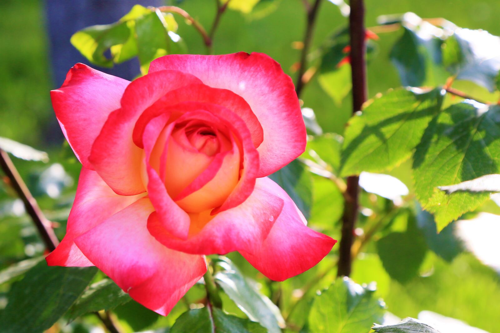 Canon EF 24-105mm F4L IS USM sample photo. Rose, spring, red photography