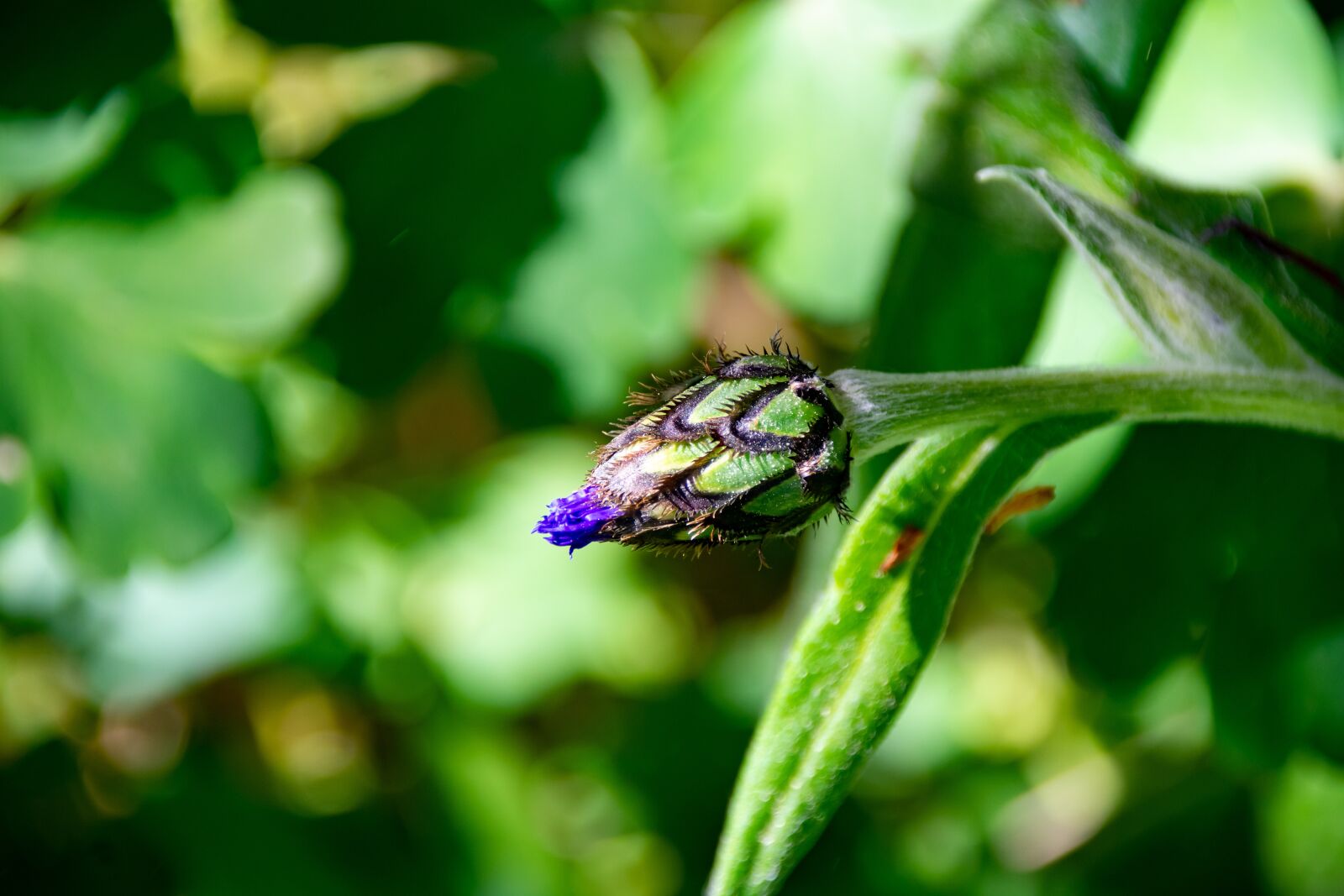Nikon D3400 sample photo. Mountain crumpled, flower, composites photography