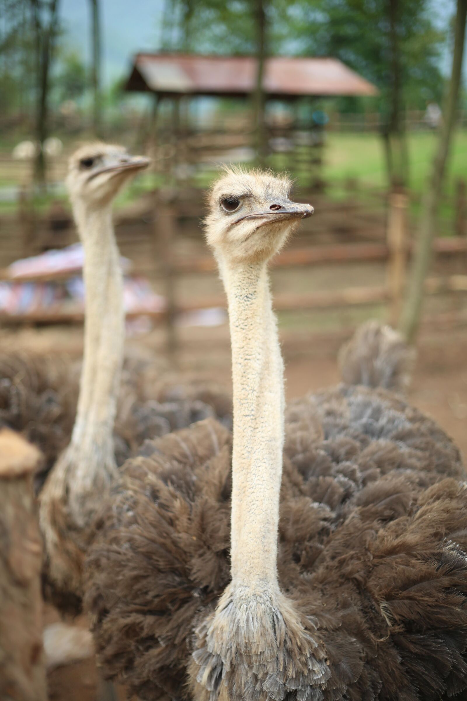 Canon EF 50mm F1.8 II sample photo. Zoo, the ostrich, feather photography