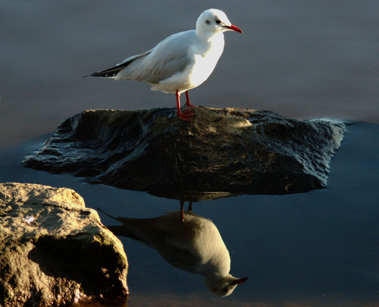 Nikon D5500 sample photo. Seagull, bird, water photography