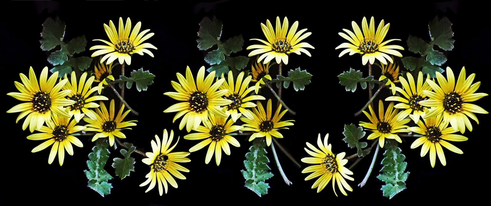 Olympus TG-5 sample photo. Flowers, yellow, daisies photography