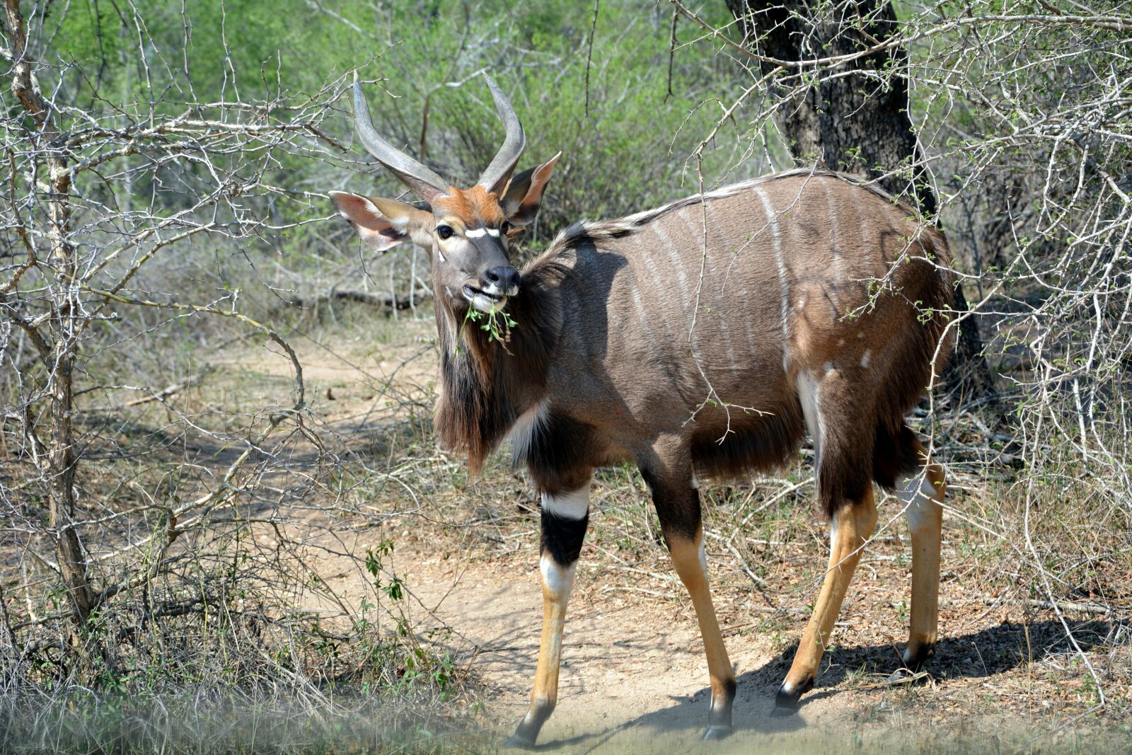 Nikon D5200 sample photo. Kruger park, africa, wildlife photography