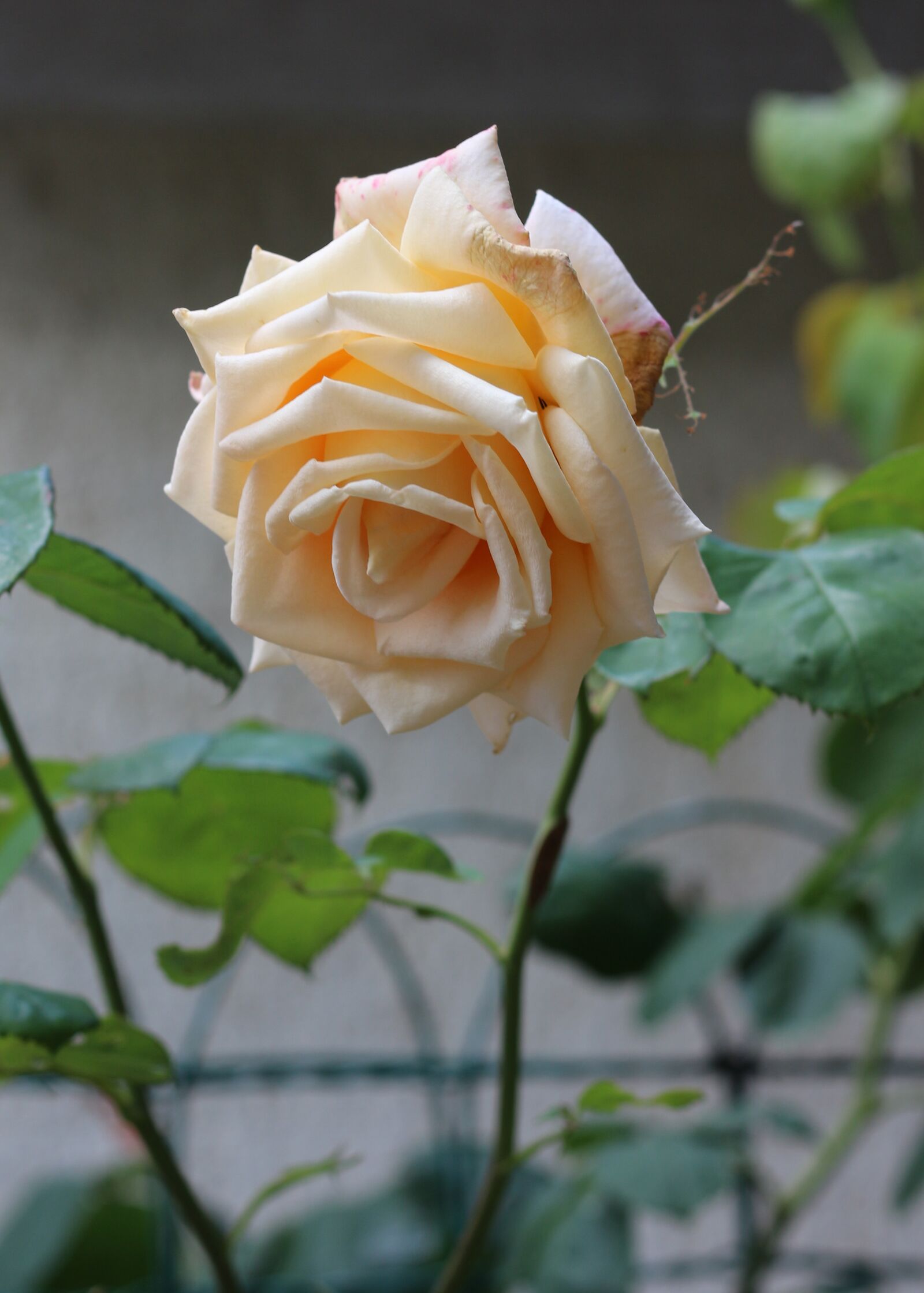 Canon EOS 700D (EOS Rebel T5i / EOS Kiss X7i) sample photo. Cream rose, roses, nature photography