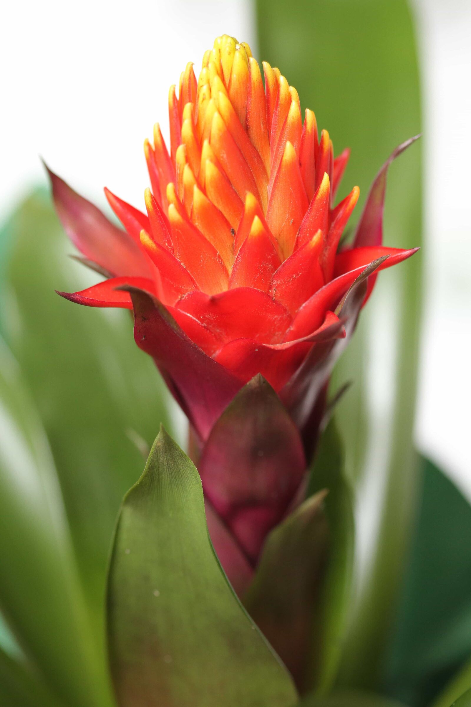 Canon EOS 7D + Canon EF 100mm F2.8 Macro USM sample photo. Exotic, flower, flower bud photography