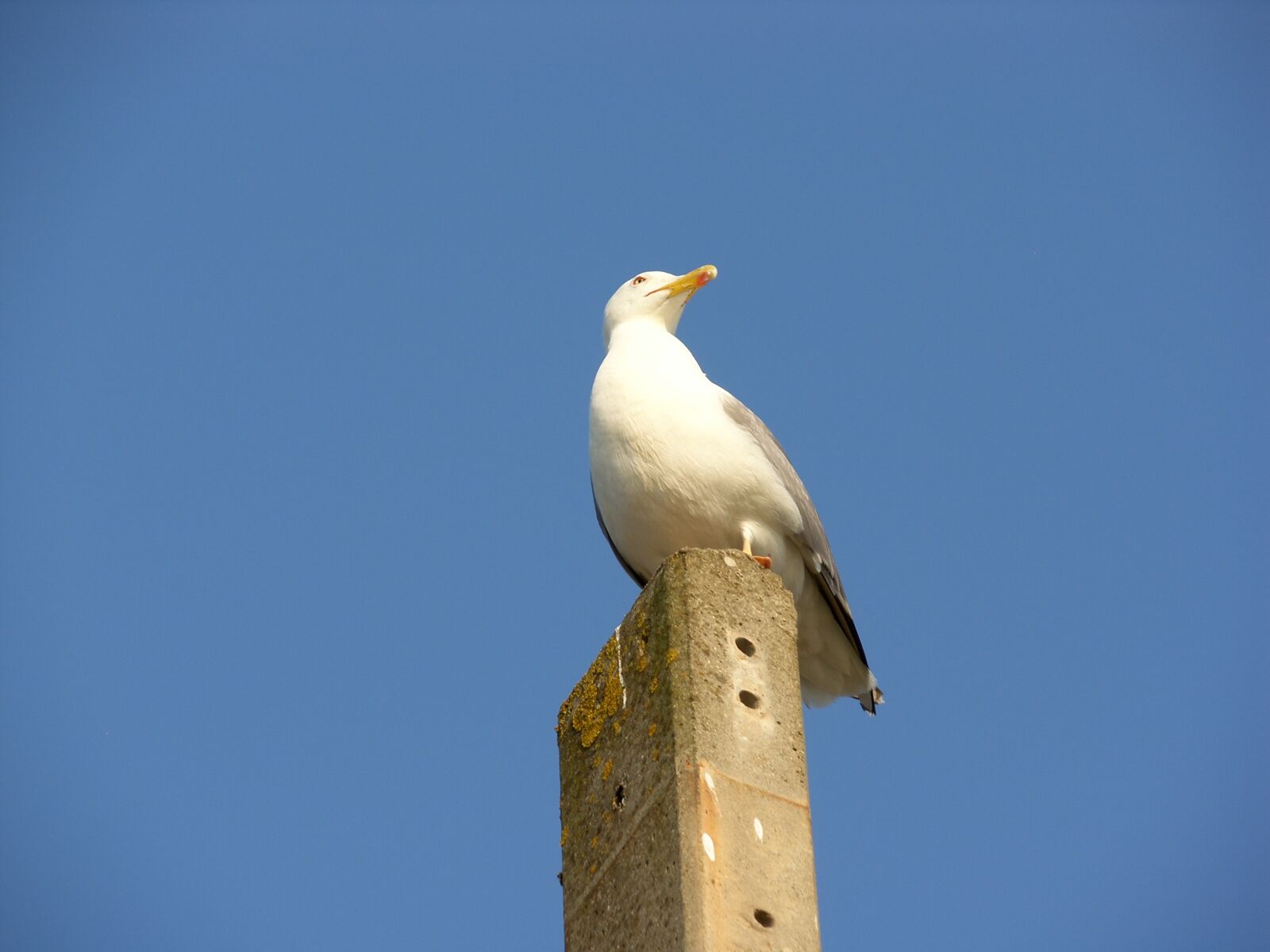 Samsung Pro 815 sample photo. Bird, nature, sky photography