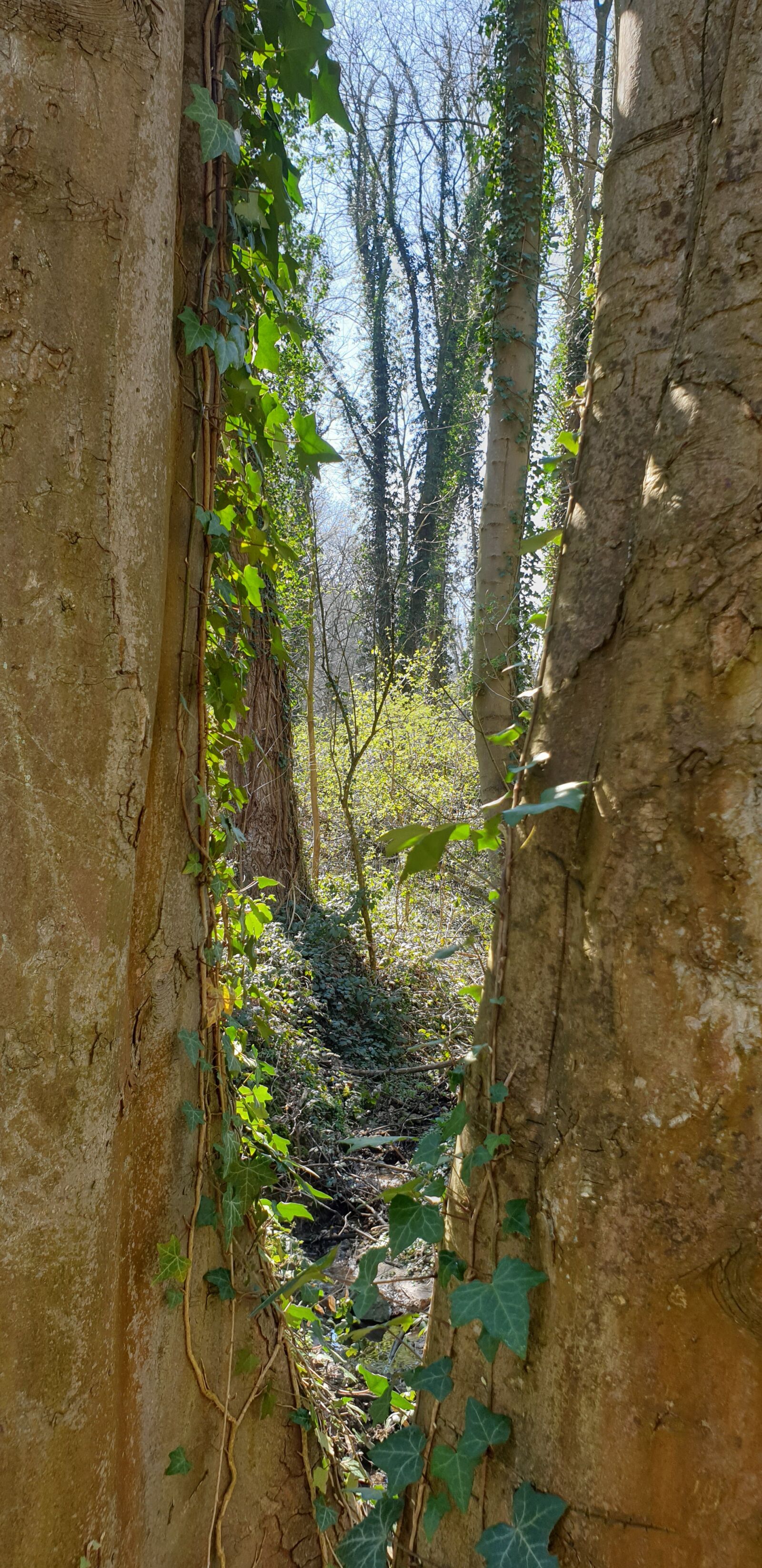 Samsung Galaxy S9+ sample photo. Tree, forest, sun photography