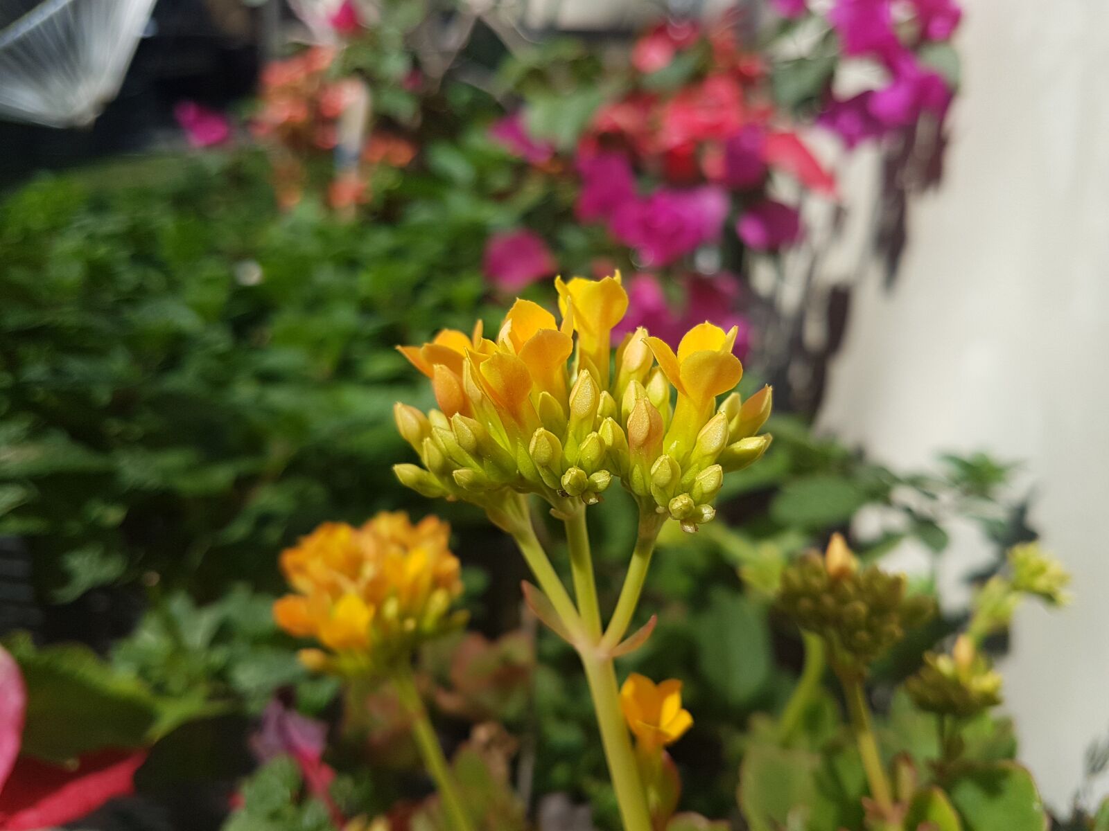 Samsung Galaxy S7 Edge sample photo. Beautiful, flowers, flower, flower photography