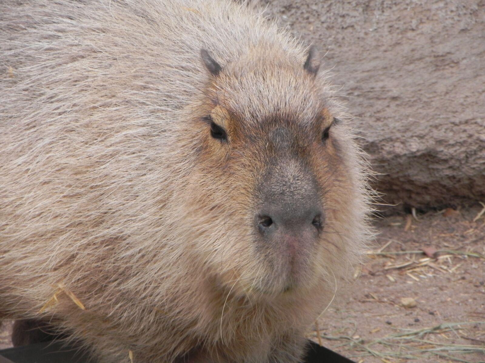 Nikon Coolpix P100 sample photo. Capybara, rodent, albuquerque zoo photography
