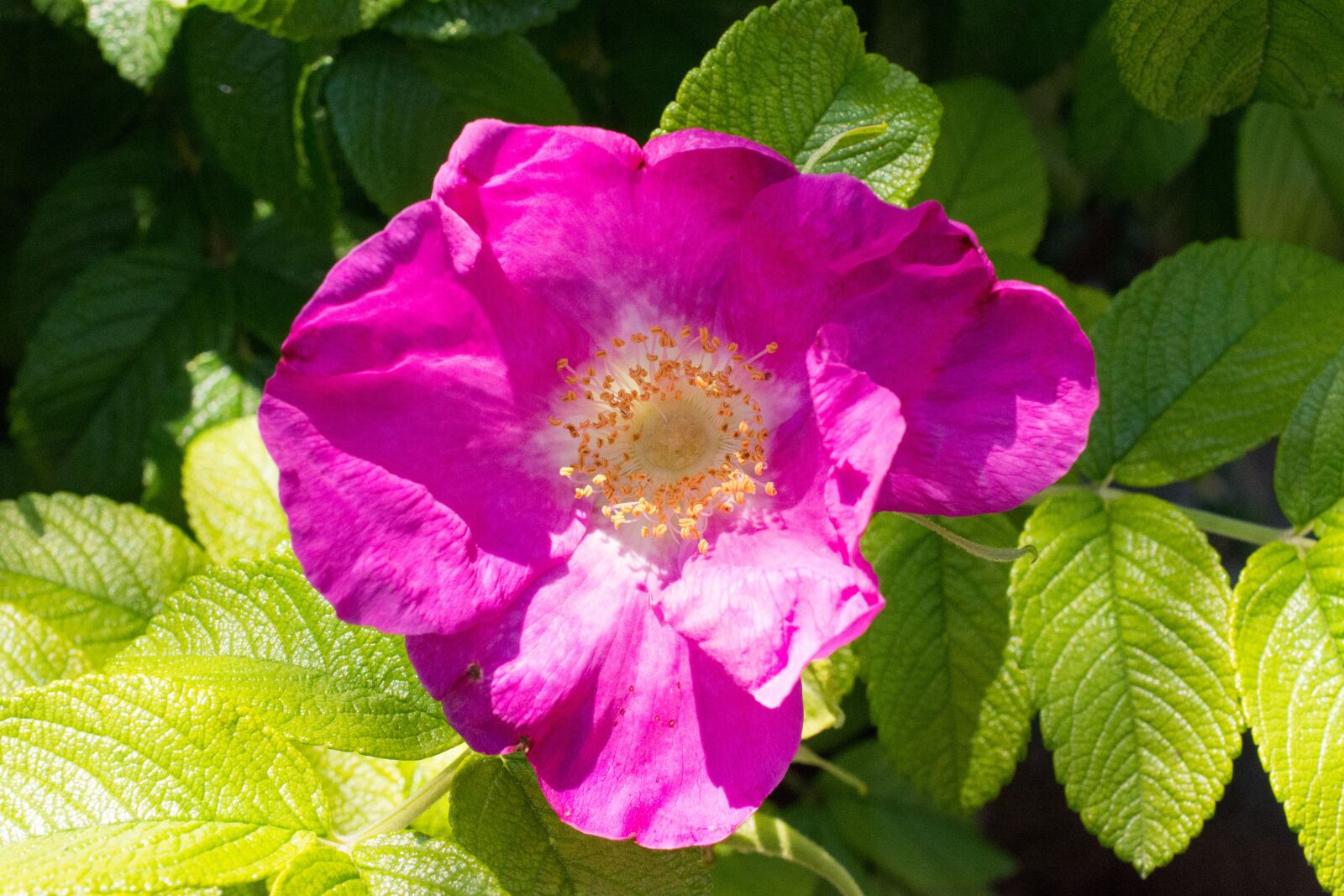 Nikon D7200 sample photo. Wild rose, blossom, bloom photography