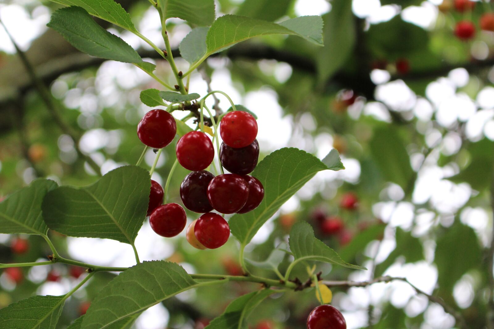 Canon EOS 100D (EOS Rebel SL1 / EOS Kiss X7) sample photo. Cherry, sour, sour cherry photography