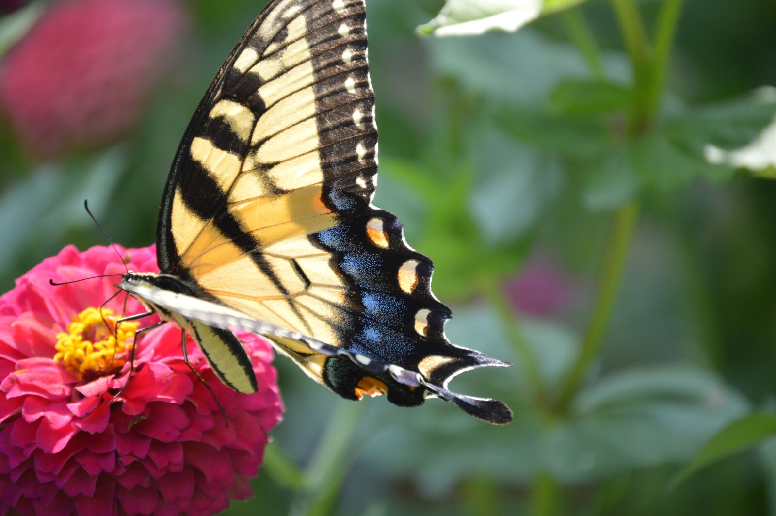 Nikon D3200 sample photo. Butterfly, summer, spring photography