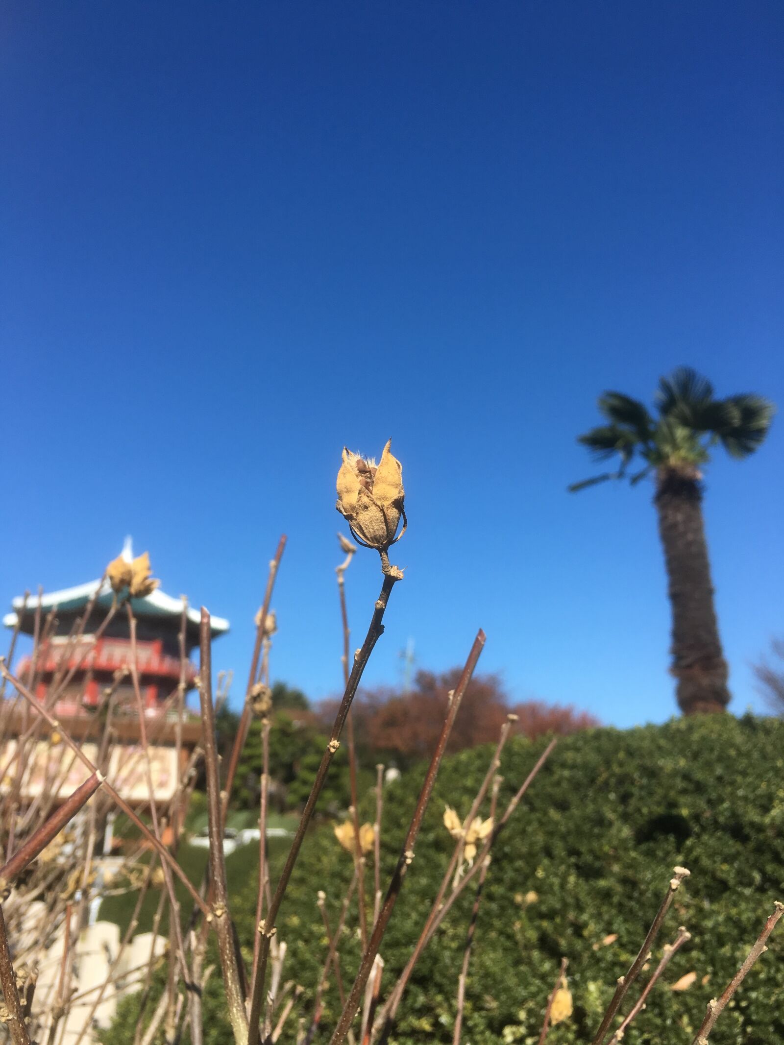 iPhone 6s Plus back camera 4.15mm f/2.2 sample photo. Blue, sky, wild, flower photography