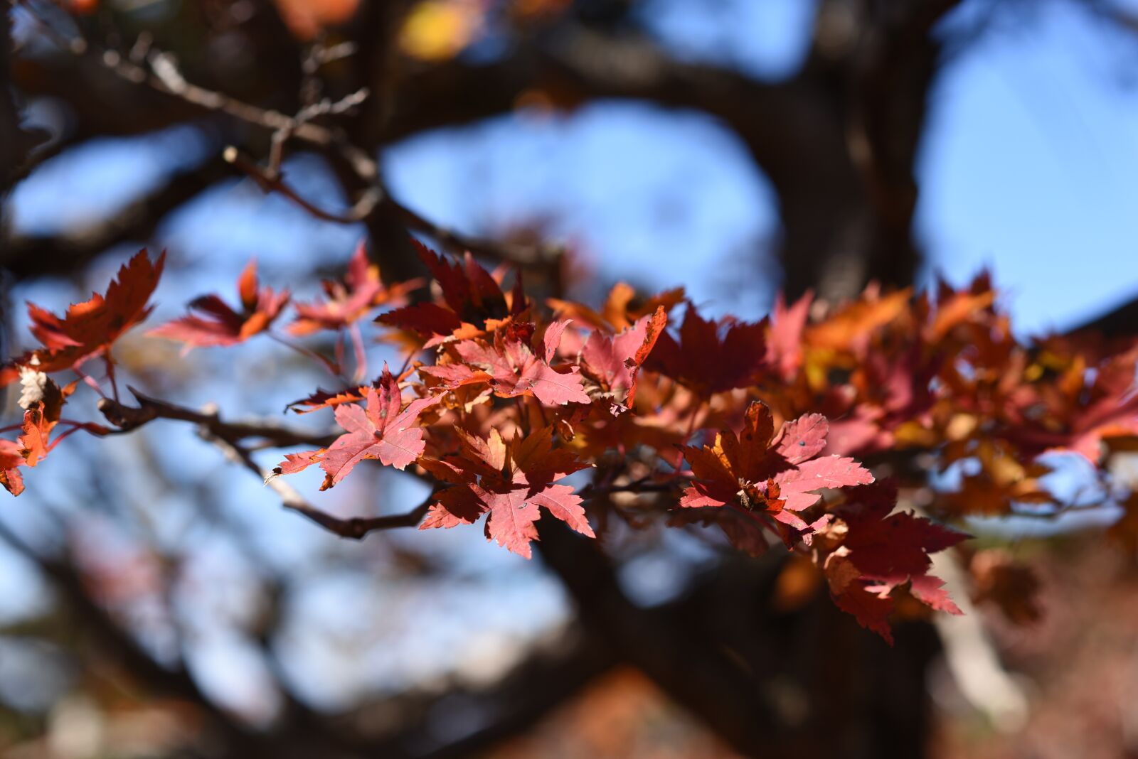 Nikon D750 sample photo. Red leaf, autumn, fall photography