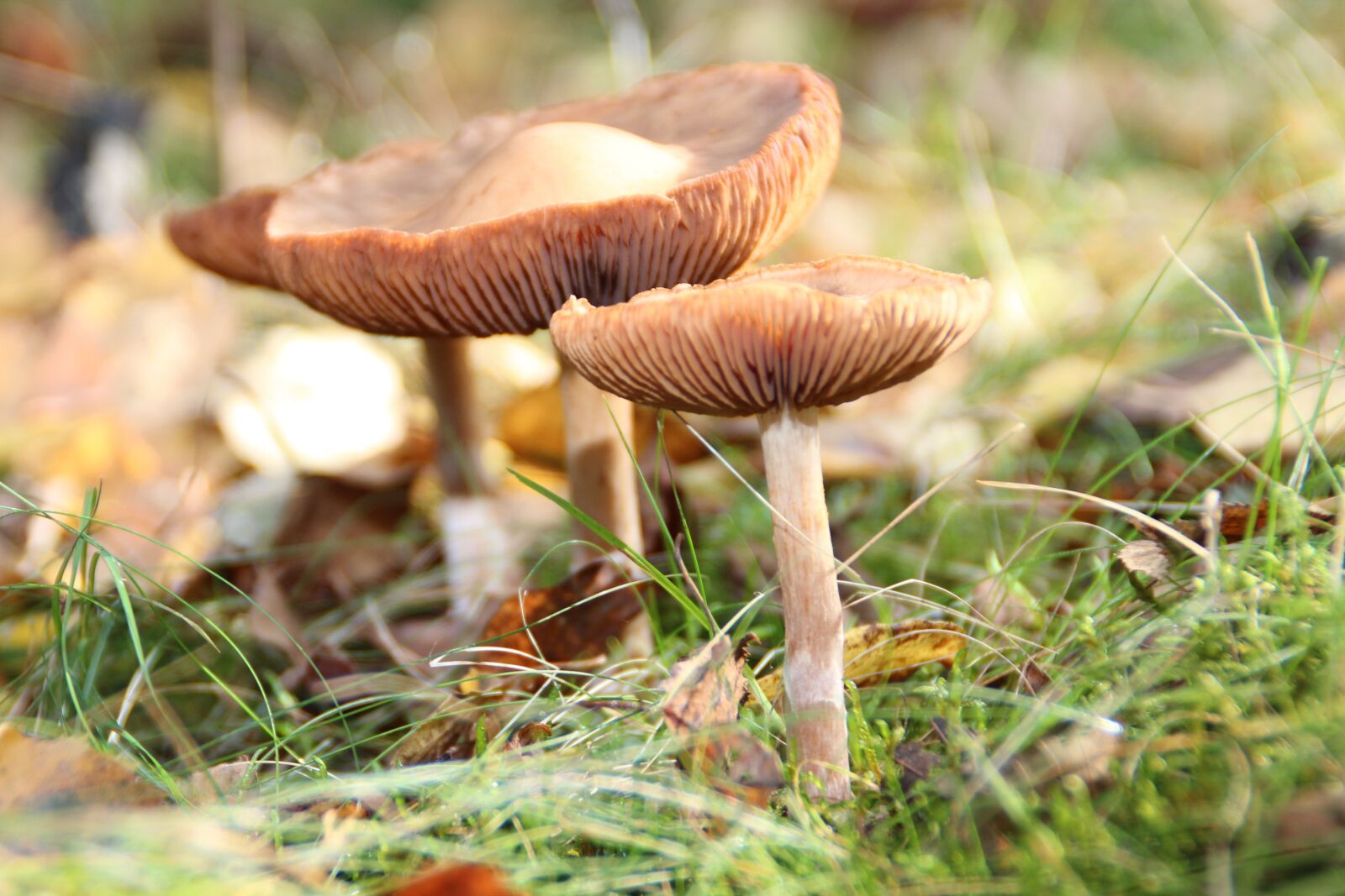 Canon EOS 650D (EOS Rebel T4i / EOS Kiss X6i) sample photo. Mushrooms, three mushrooms, mushroom photography