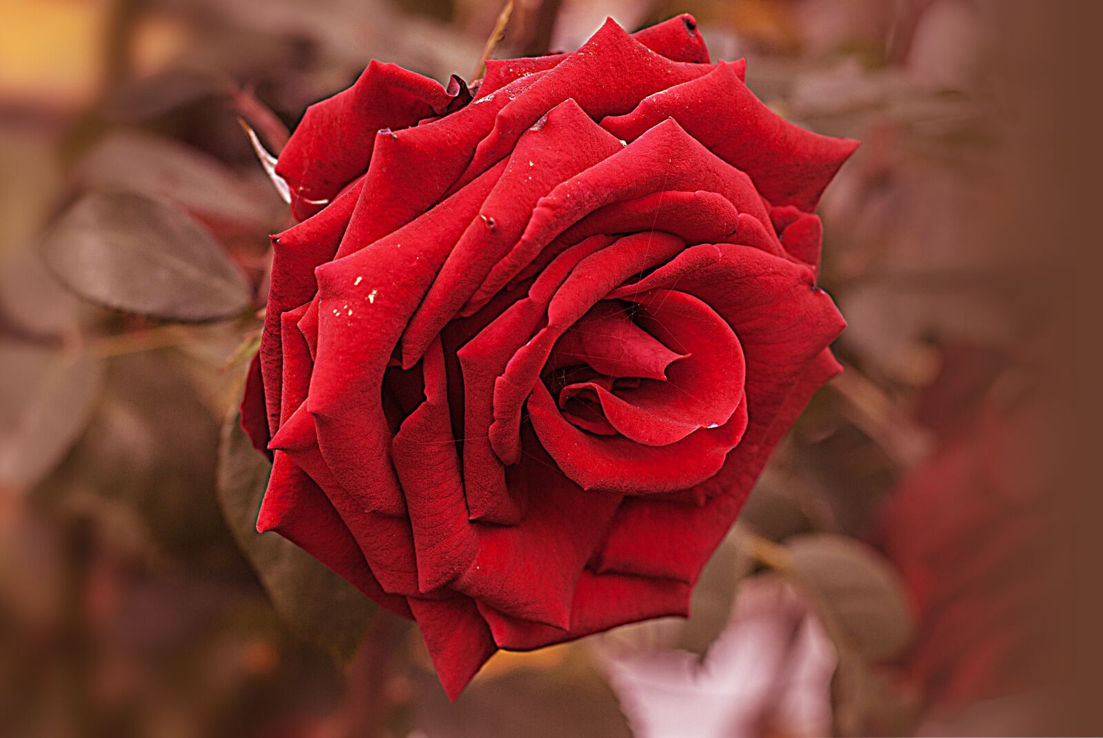 Nikon D60 sample photo. Flower, nature, romantic photography
