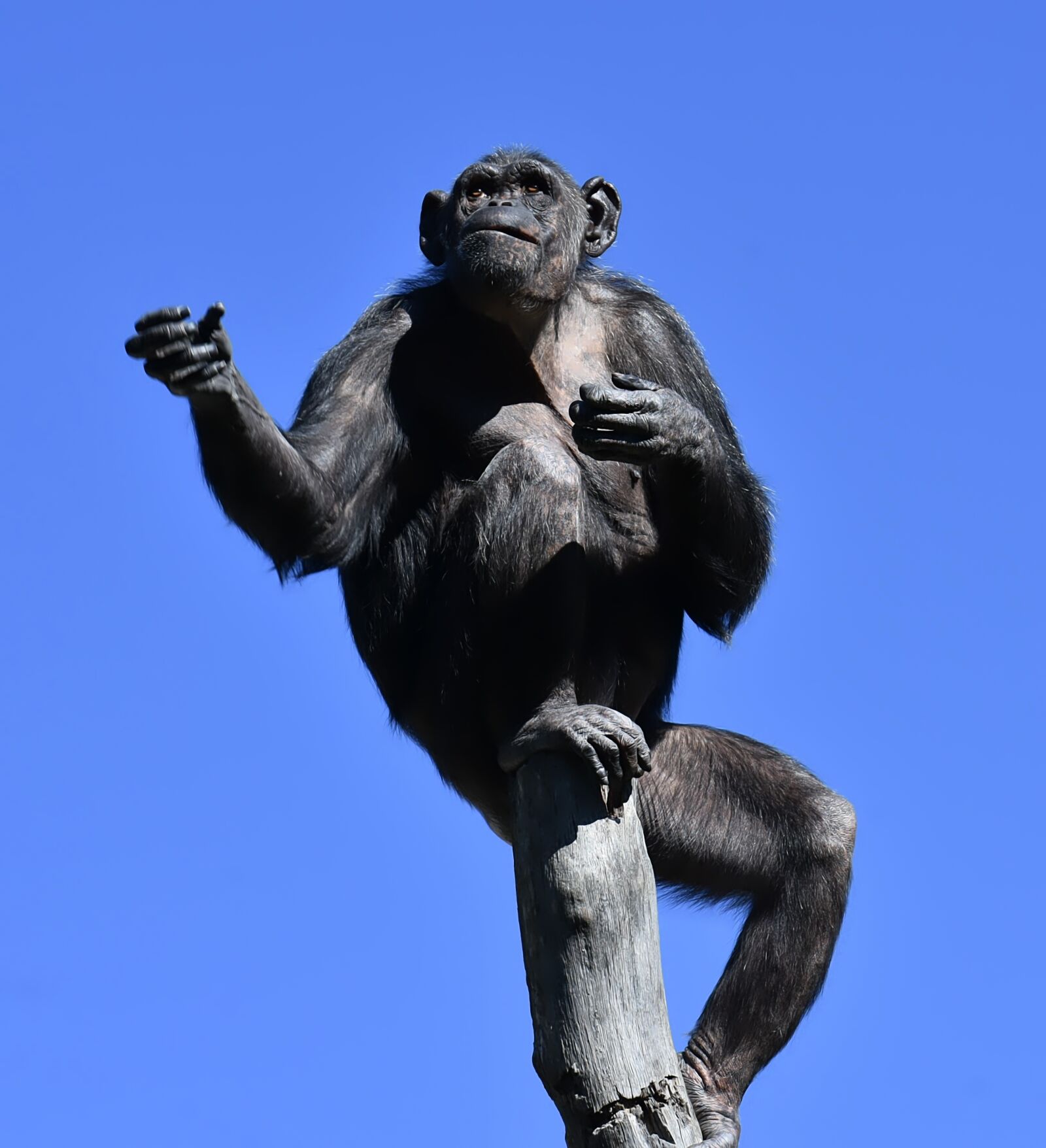 Nikon D7200 sample photo. Chimpanzee, monkey, animal world photography