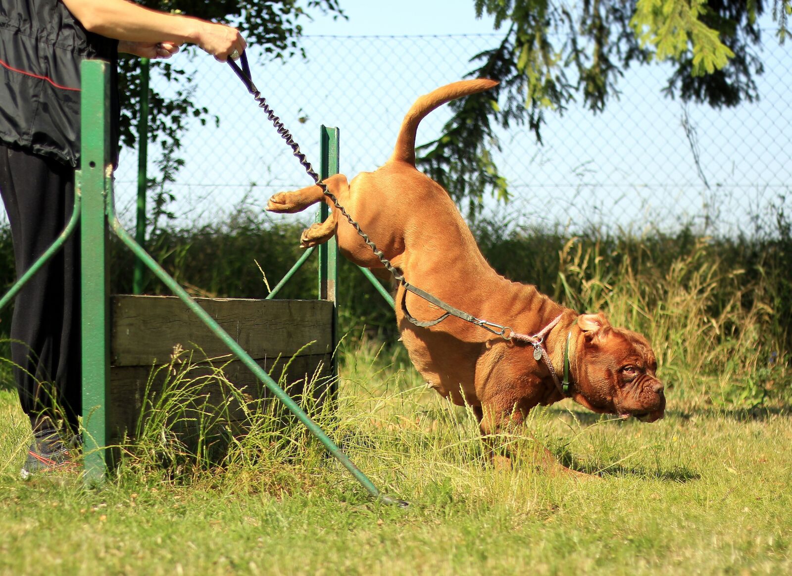 Canon EOS 600D (Rebel EOS T3i / EOS Kiss X5) + Canon EF 50mm F1.8 II sample photo. Training, bordeaux, mastiff photography