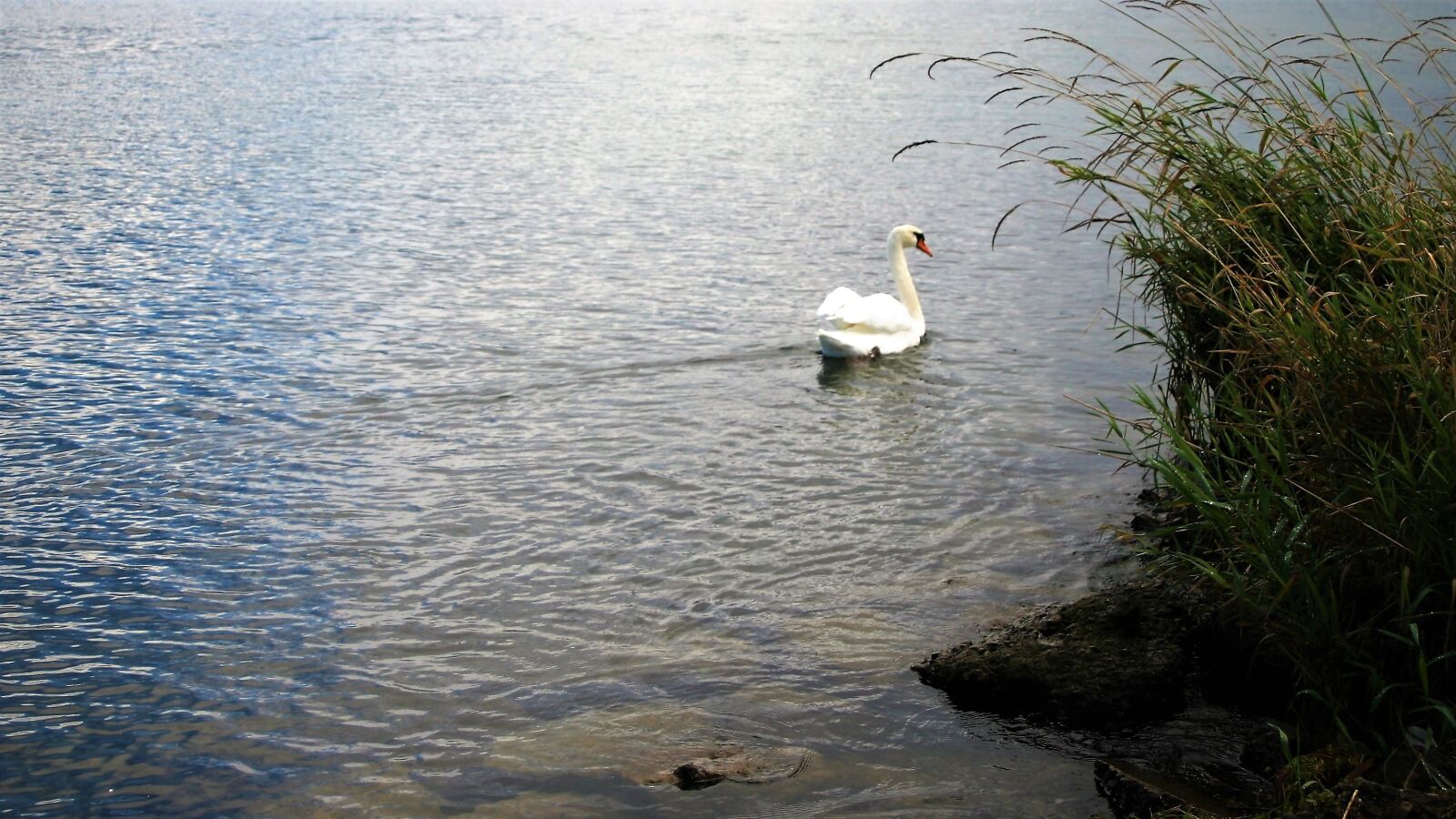 Canon EOS 400D (EOS Digital Rebel XTi / EOS Kiss Digital X) sample photo. Swan lake, rushes, after photography