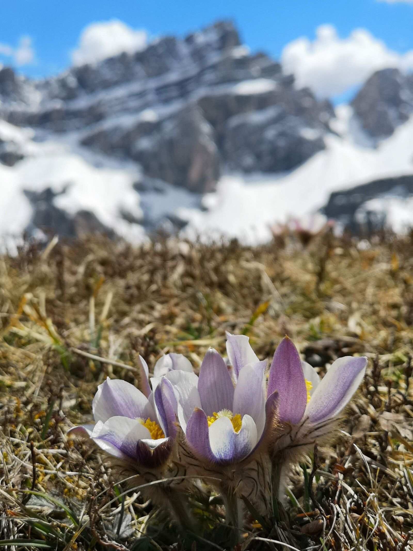 HUAWEI CLT-L09 sample photo. Mountain, rock, flowers photography