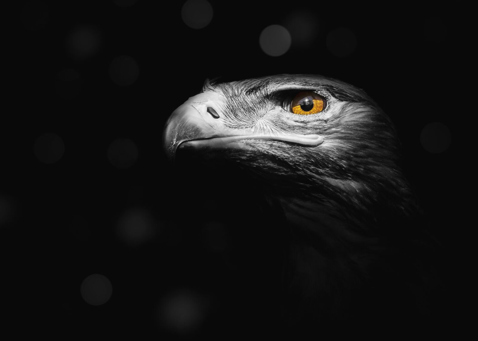 Sony E 55-210mm F4.5-6.3 OSS sample photo. Eagle, bird, nature photography