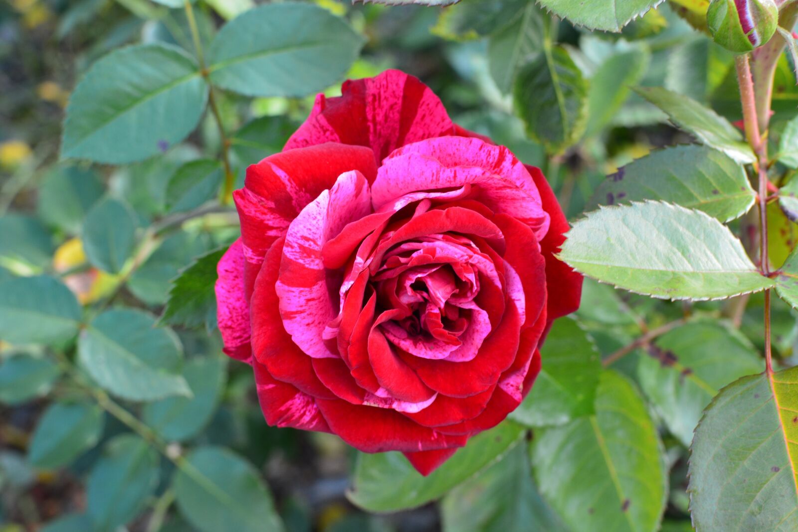 Nikon D5200 sample photo. Rose two-tone, flower, two-color photography