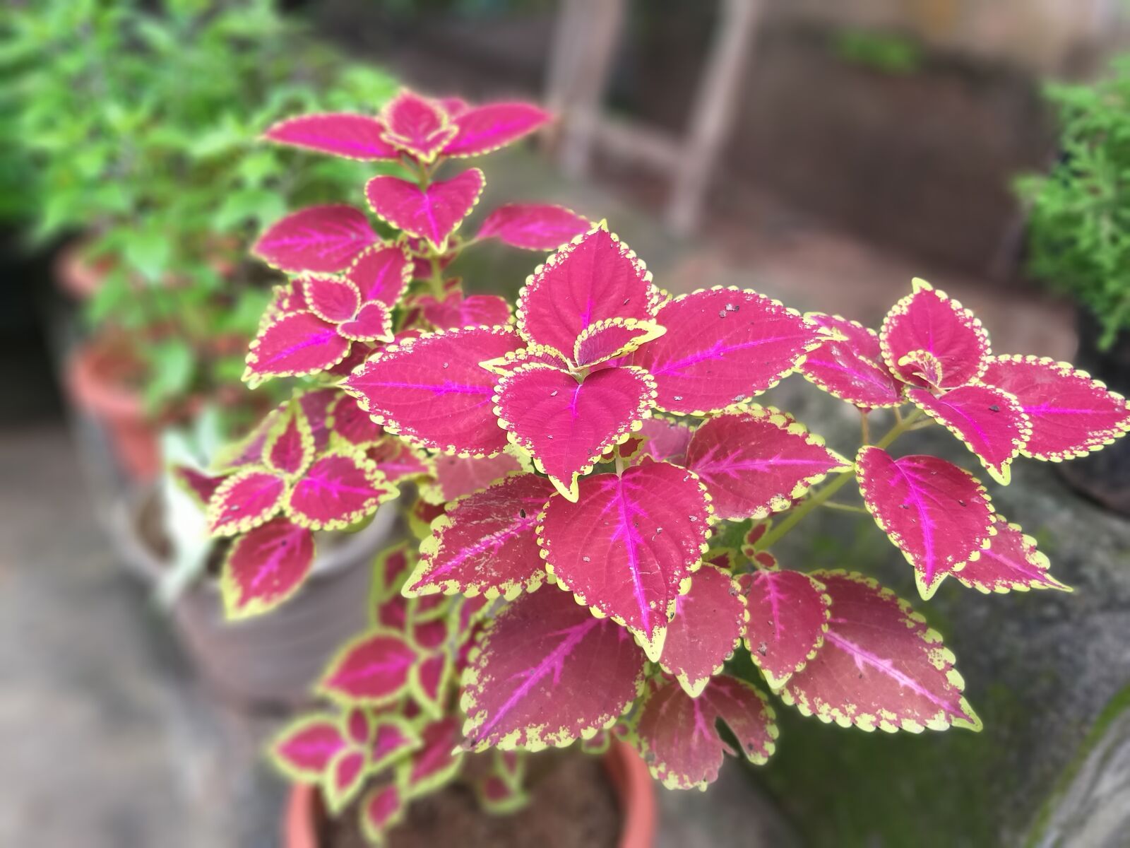 Samsung Galaxy A6+ sample photo. Rose, petal, pink photography