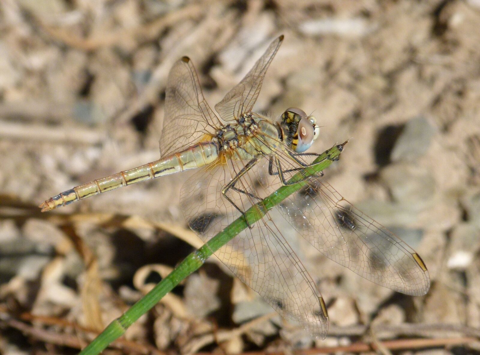 Leica V-Lux 2 sample photo. Dragonfly, dragonfly amrilla, stem photography