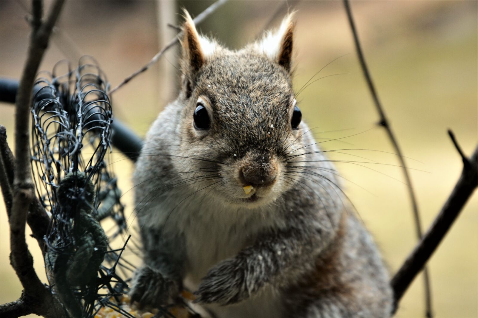 Nikon D7100 sample photo. Squirrel, young, staring photography
