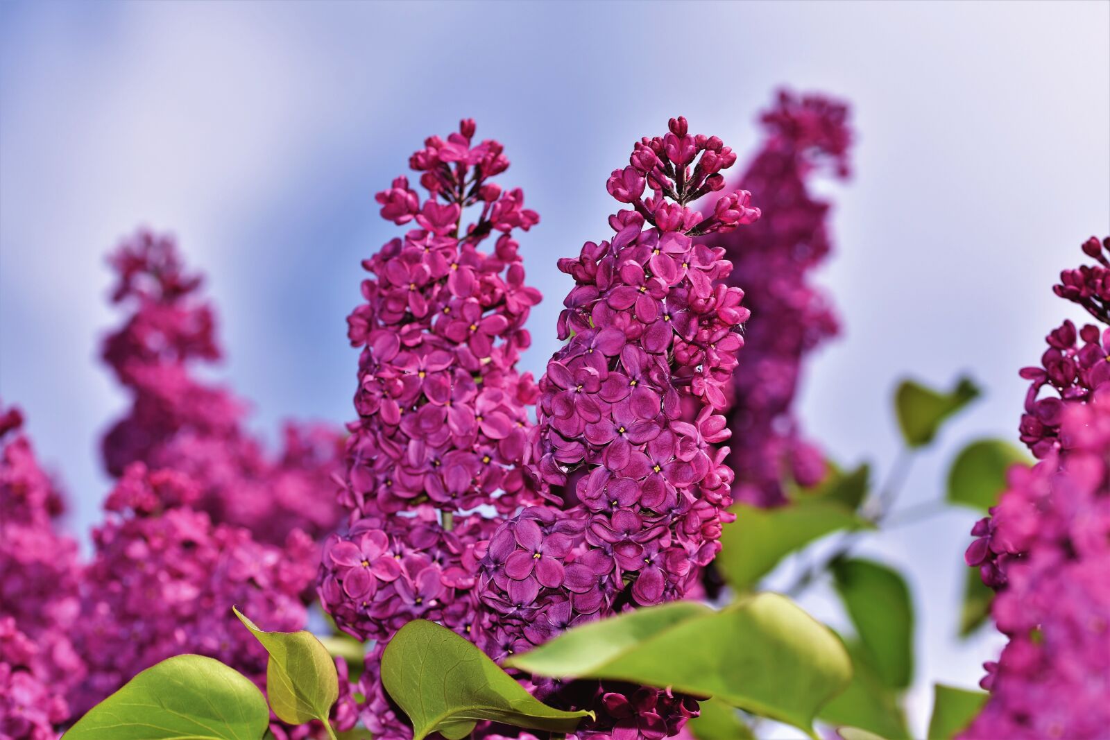 Nikon D7200 sample photo. Lilac, lilac flower, lilac photography