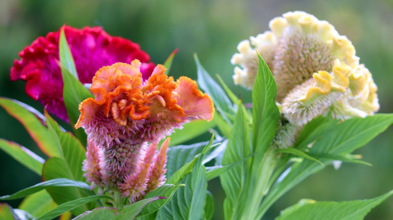 Canon EOS 200D (EOS Rebel SL2 / EOS Kiss X9) sample photo. Cockscomb, celosia argentea, flower photography