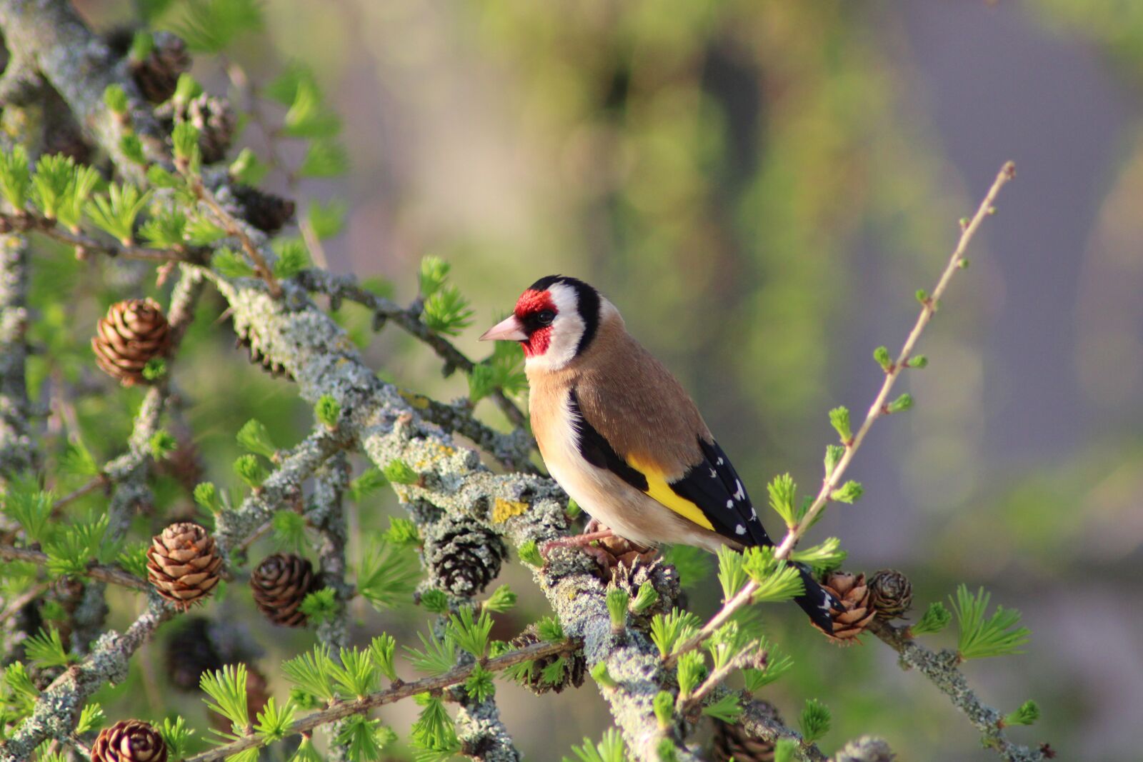 Canon EOS 2000D (EOS Rebel T7 / EOS Kiss X90 / EOS 1500D) sample photo. Goldfinch, stieglitz, bird photography
