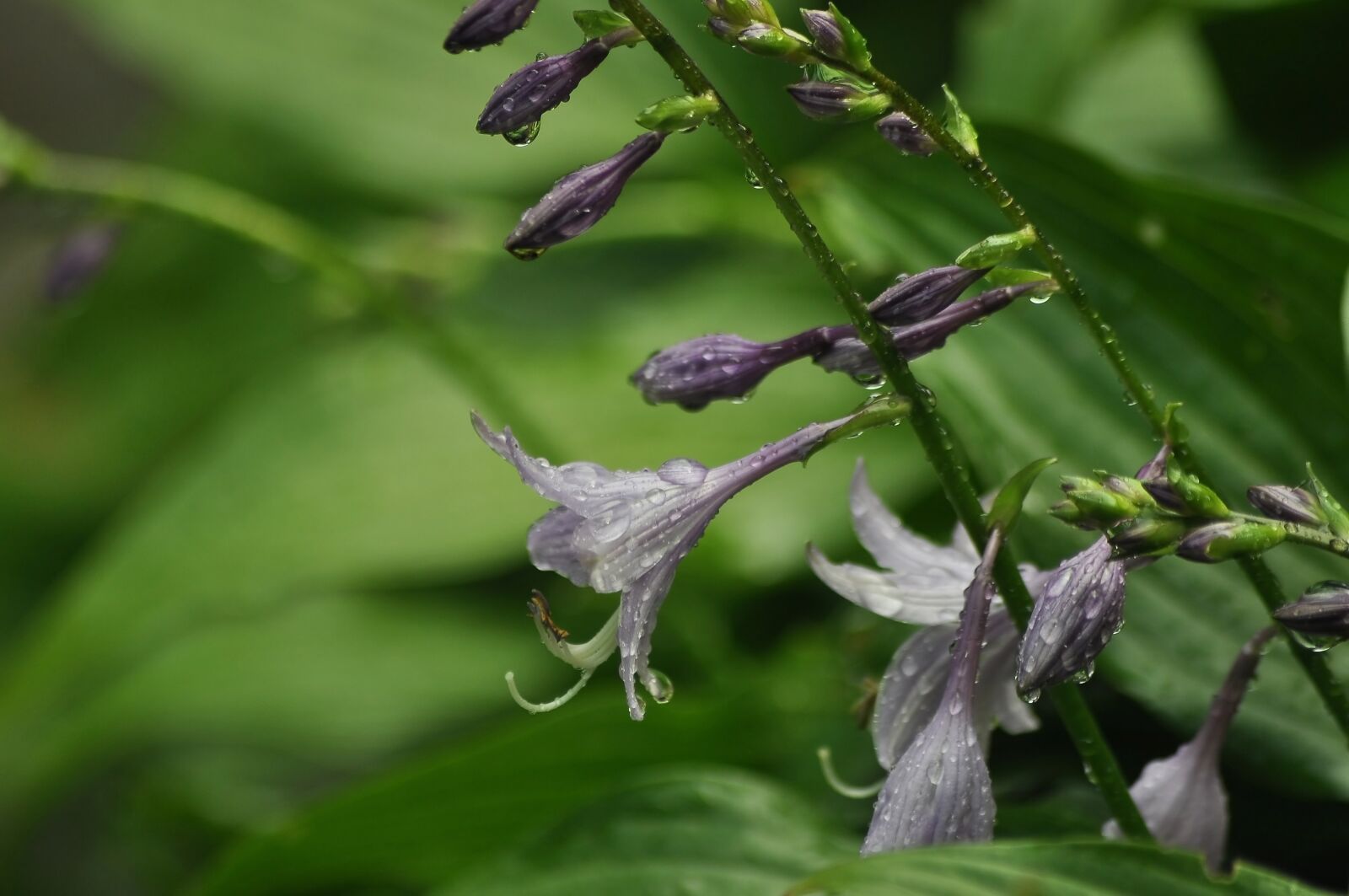 Nikon D90 sample photo. Flowers, blue, hostname photography