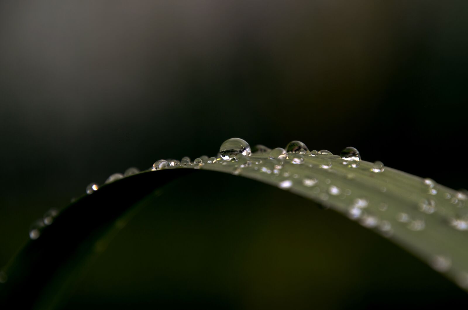 Nikon D7000 sample photo. Rain, drop, foliage photography