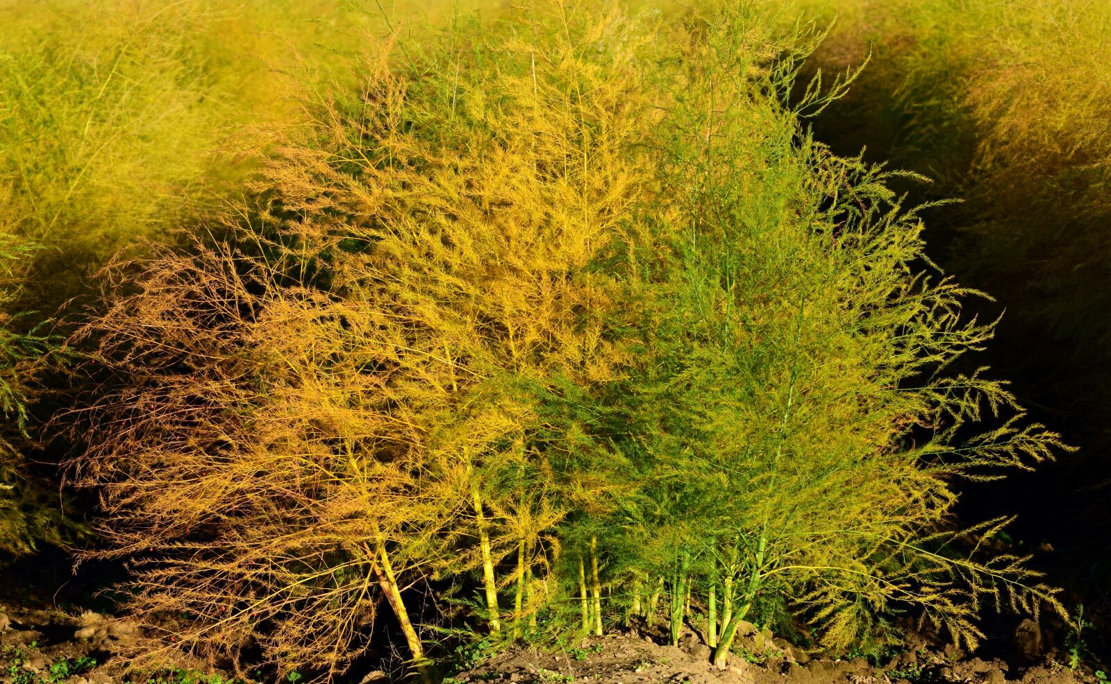 Nikon D3300 sample photo. Asparagus plant, autumn, close photography
