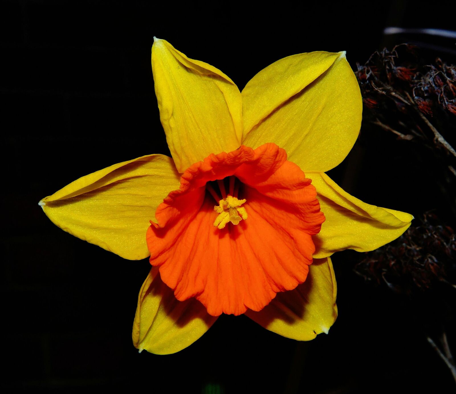 Sony DT 30mm F2.8 Macro SAM sample photo. Flower, blossom, bloom photography