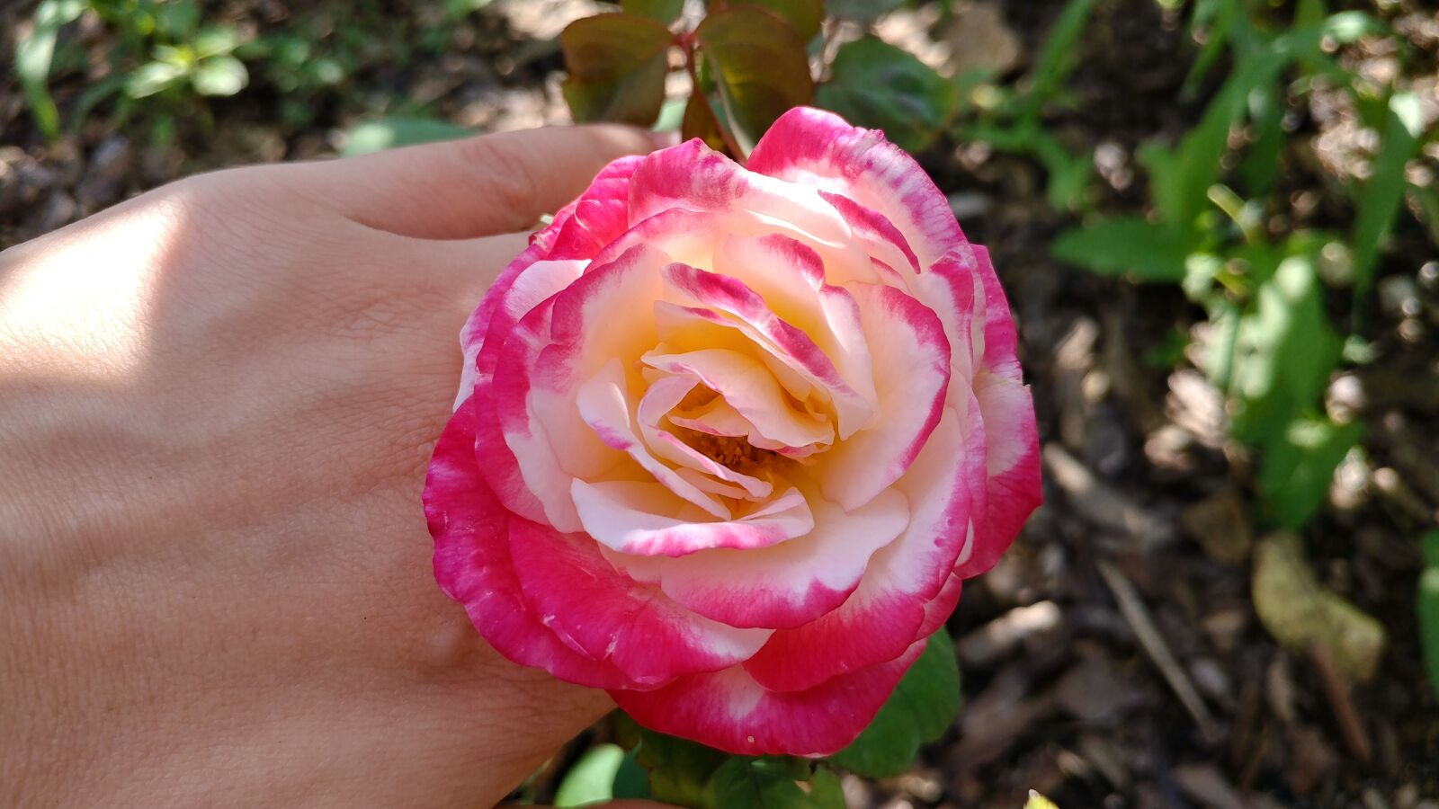 LG V20 sample photo. No filter, rose, flowers photography