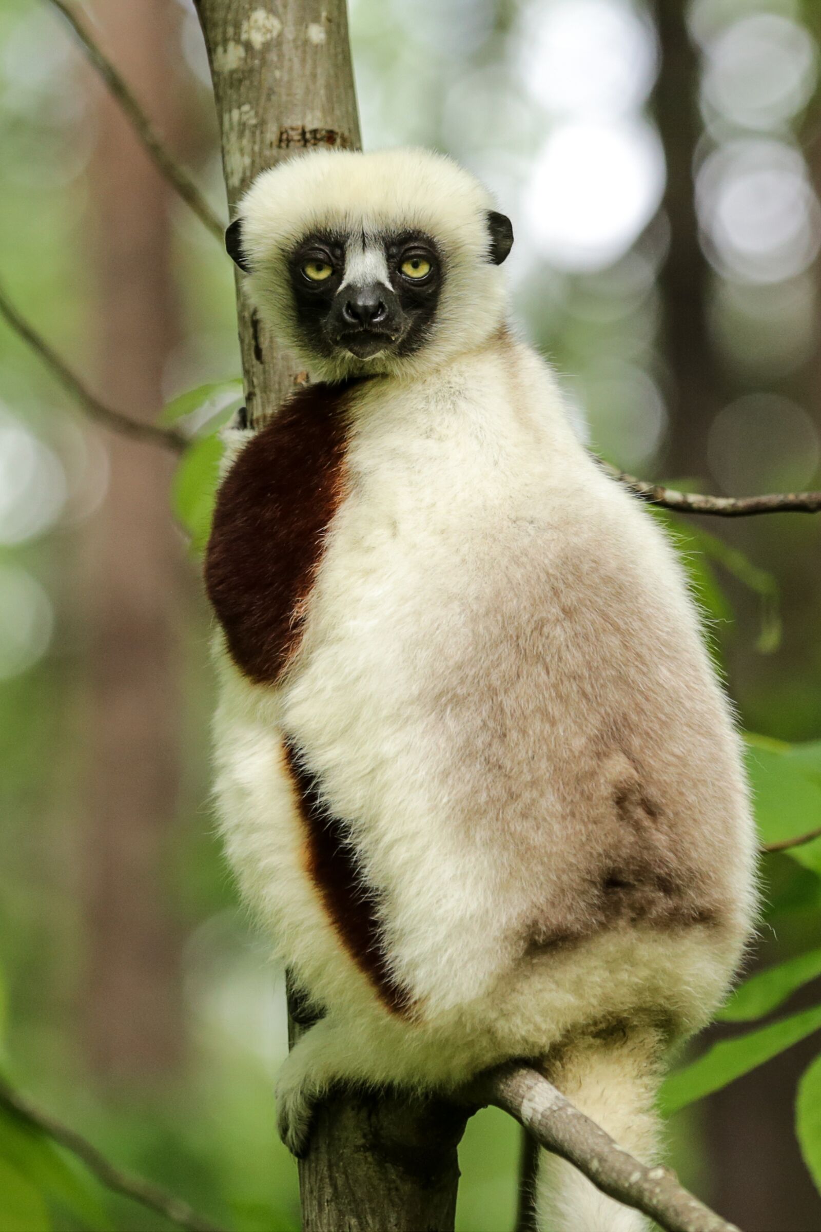 Canon EOS 6D sample photo. Coquerel's sifaka, propithecus coquereli photography