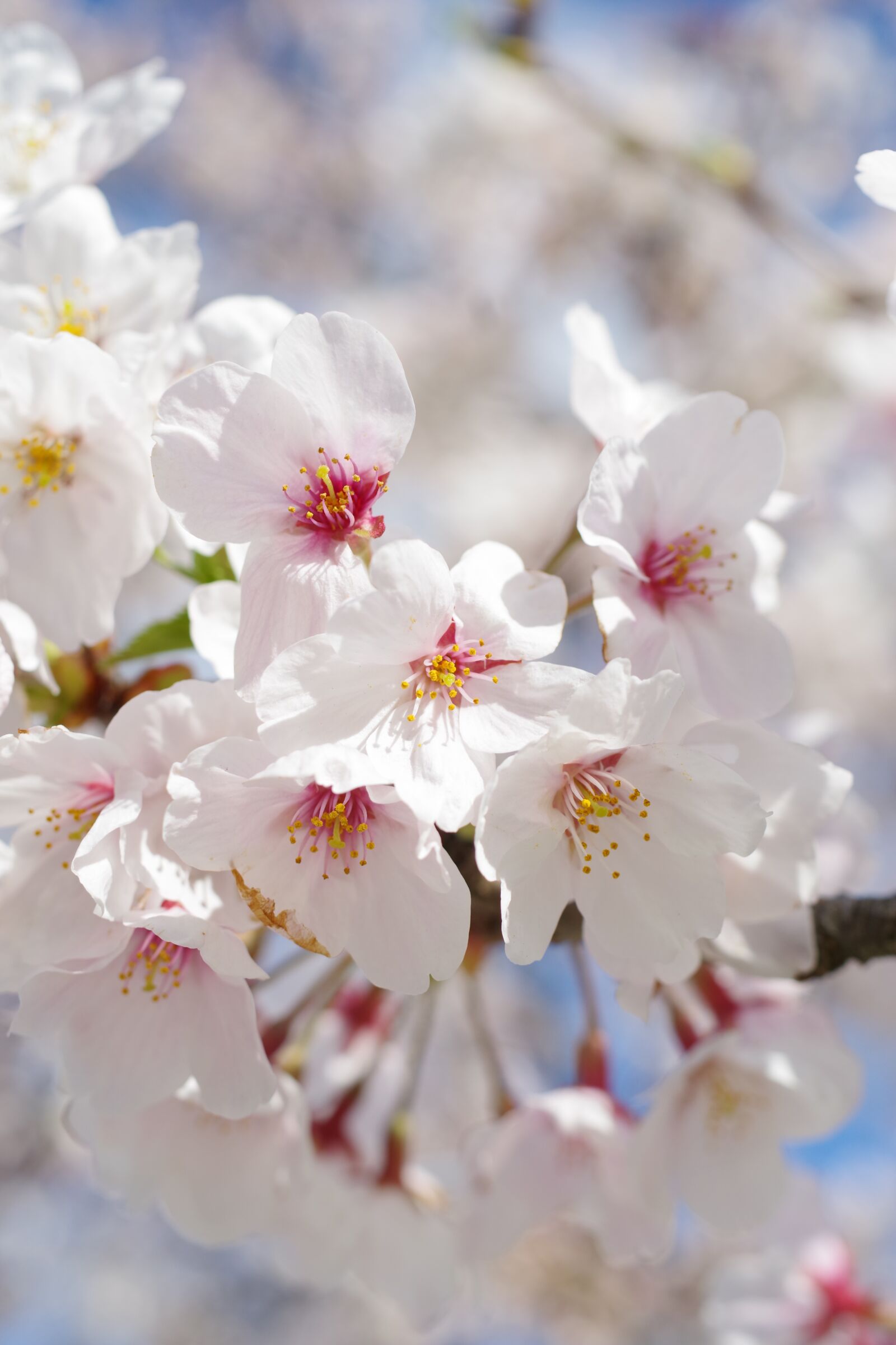 Pentax KP sample photo. Cherry blossoms, sakura, flowers photography