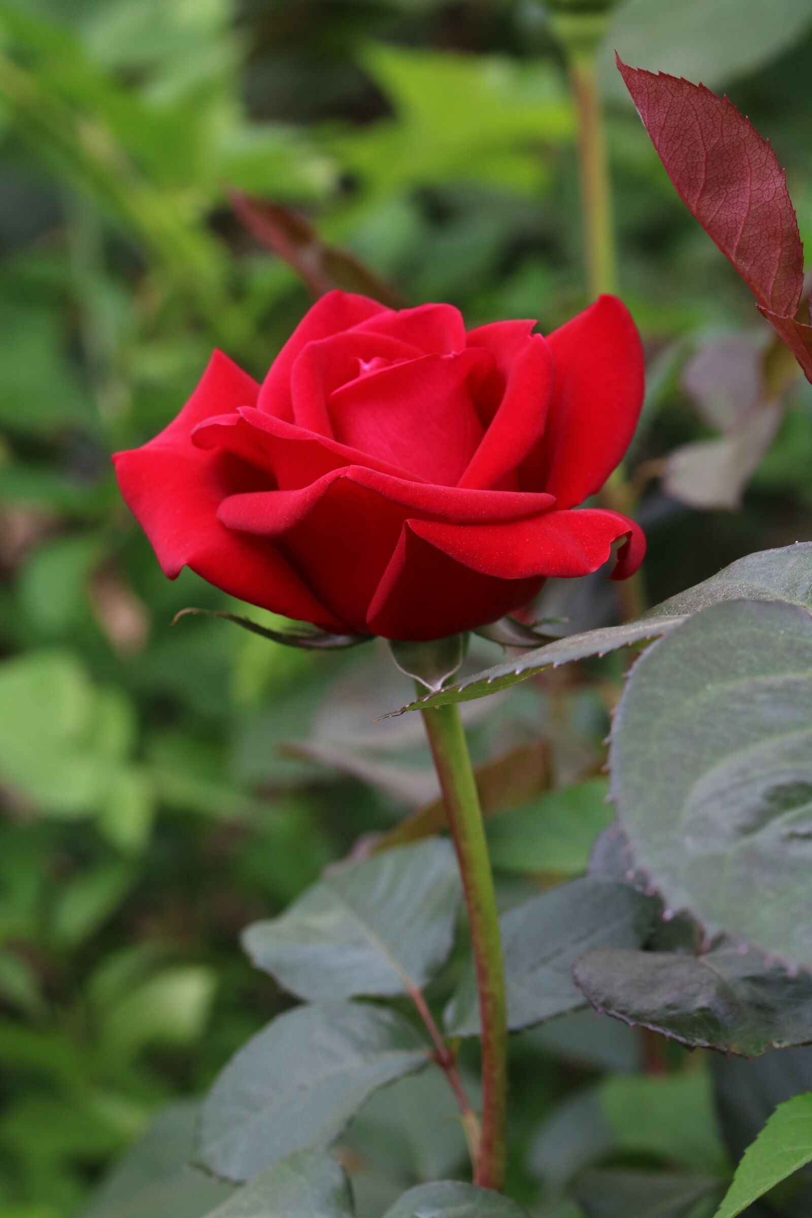 Canon EOS 750D (EOS Rebel T6i / EOS Kiss X8i) sample photo. Rose, rose festival, flowers photography