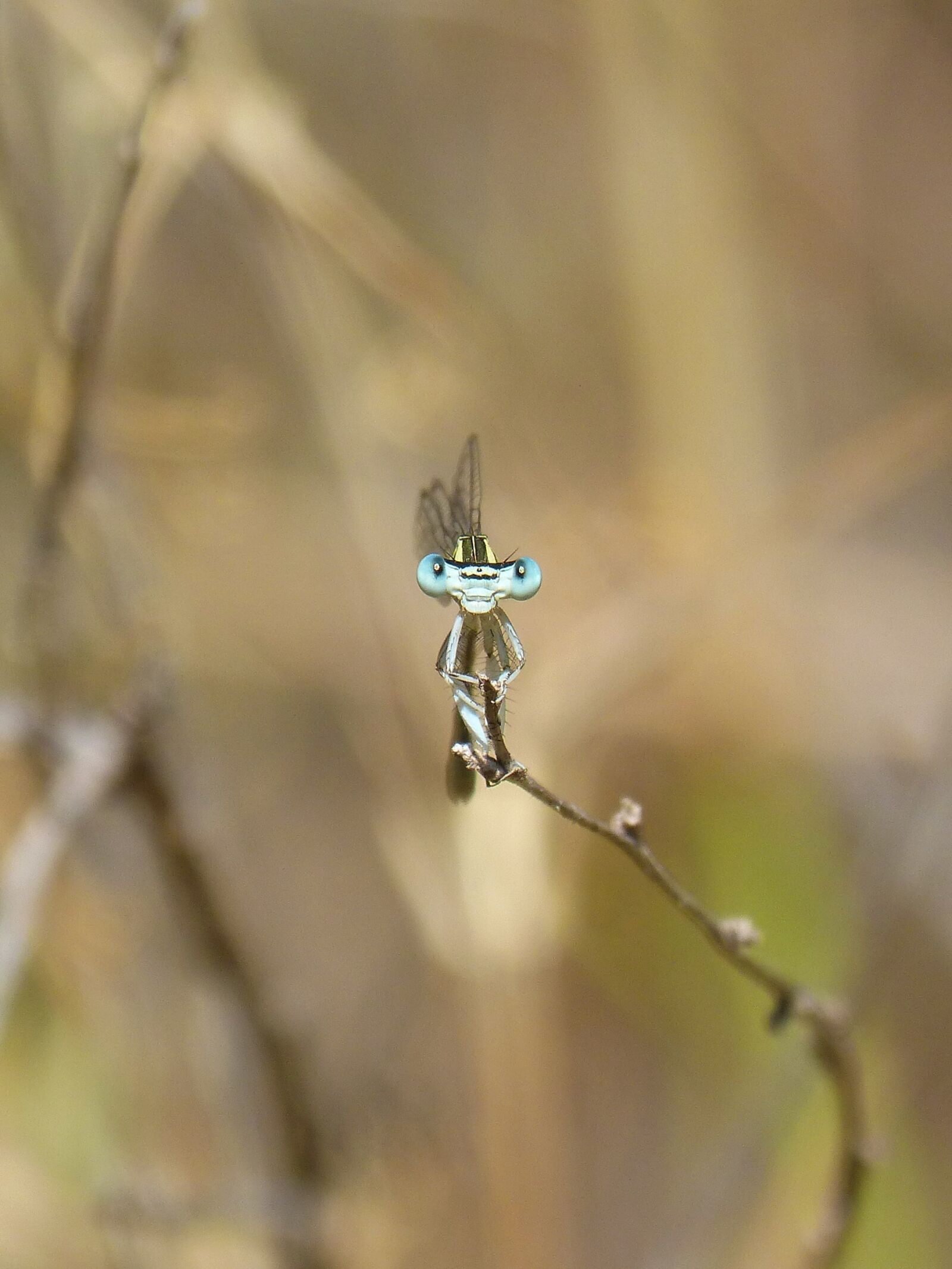 Panasonic DMC-FZ62 sample photo. Dragonfly, front view, perspective photography