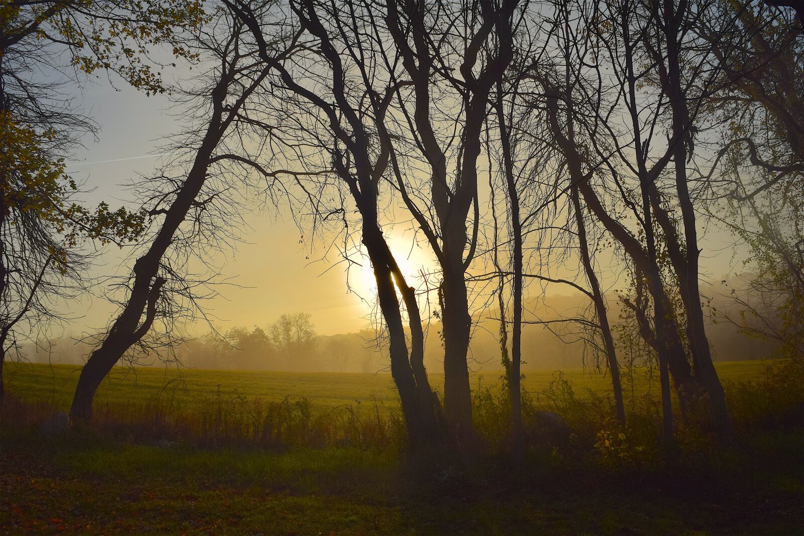 Nikon D3300 sample photo. Sunrise, fog, tree photography