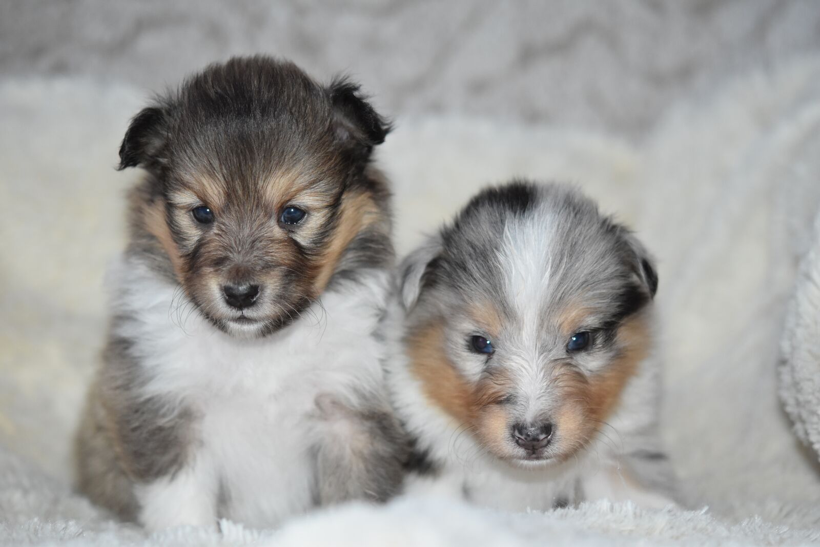Nikon D5600 sample photo. Puppies shetland sheepdog, pup photography
