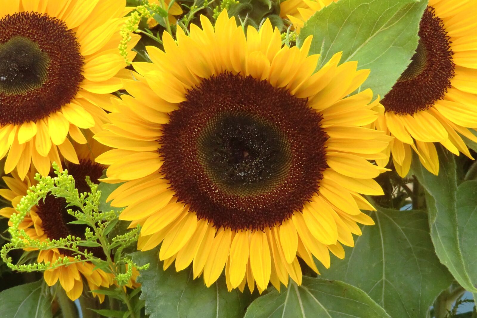 CASIO EX-H15 sample photo. Sunflower, nature, blossom photography