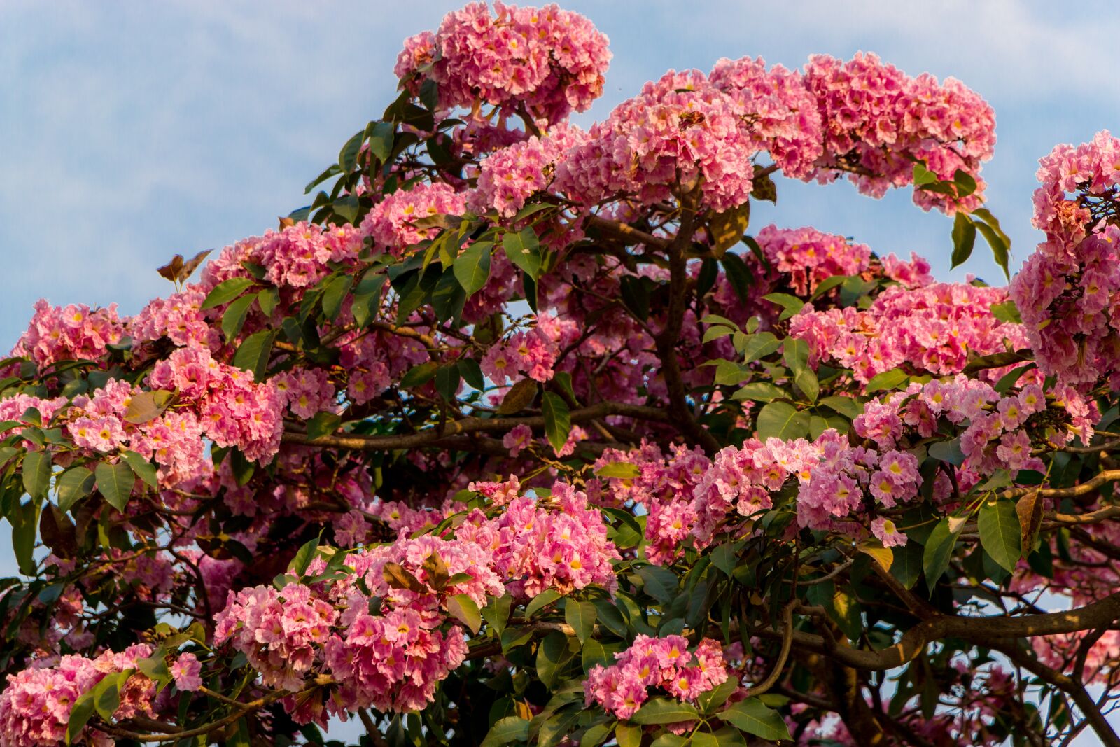 Canon EOS 70D sample photo. Spring, brazil, the northern photography